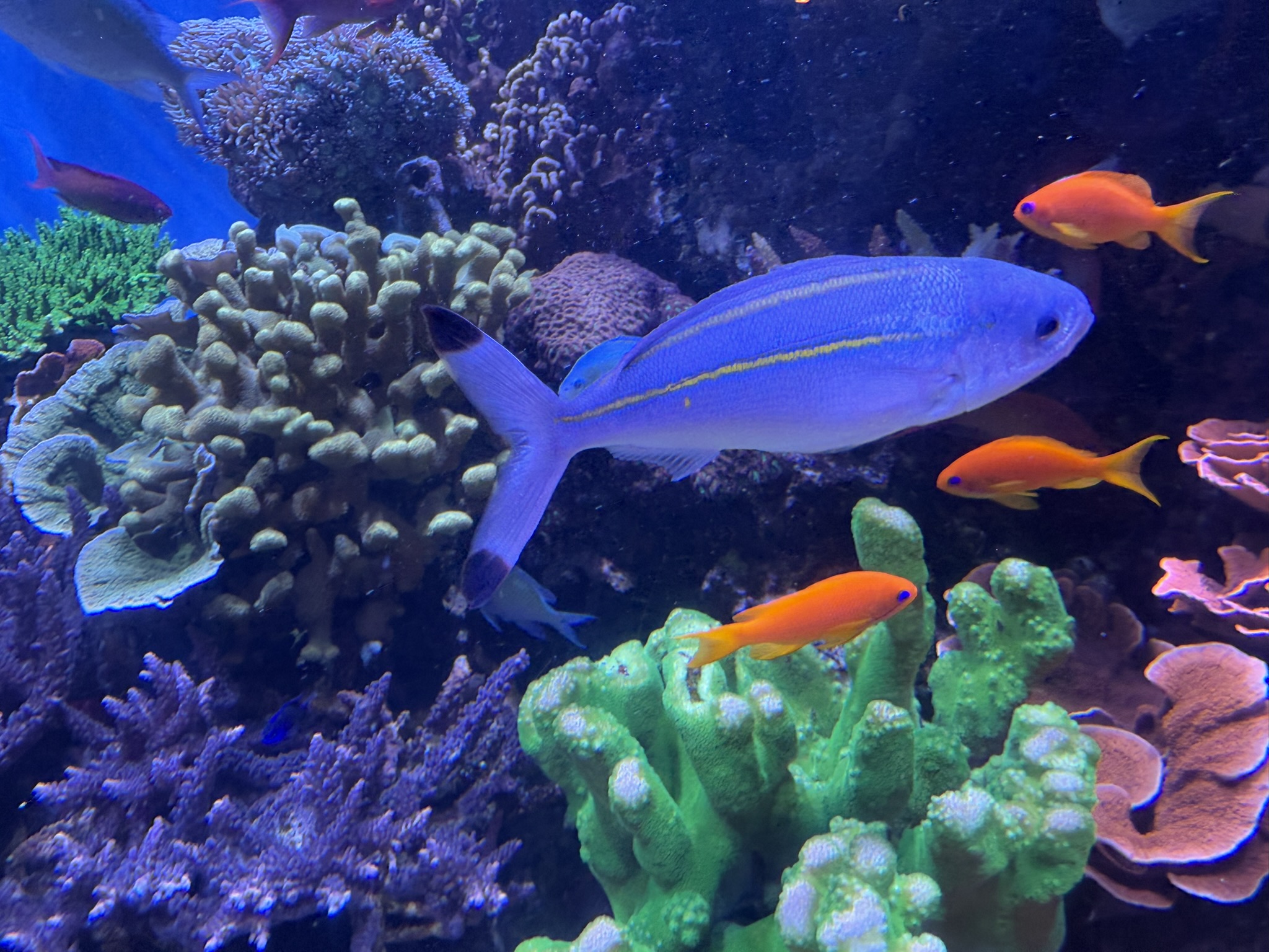 Monterey Bay Aquarium