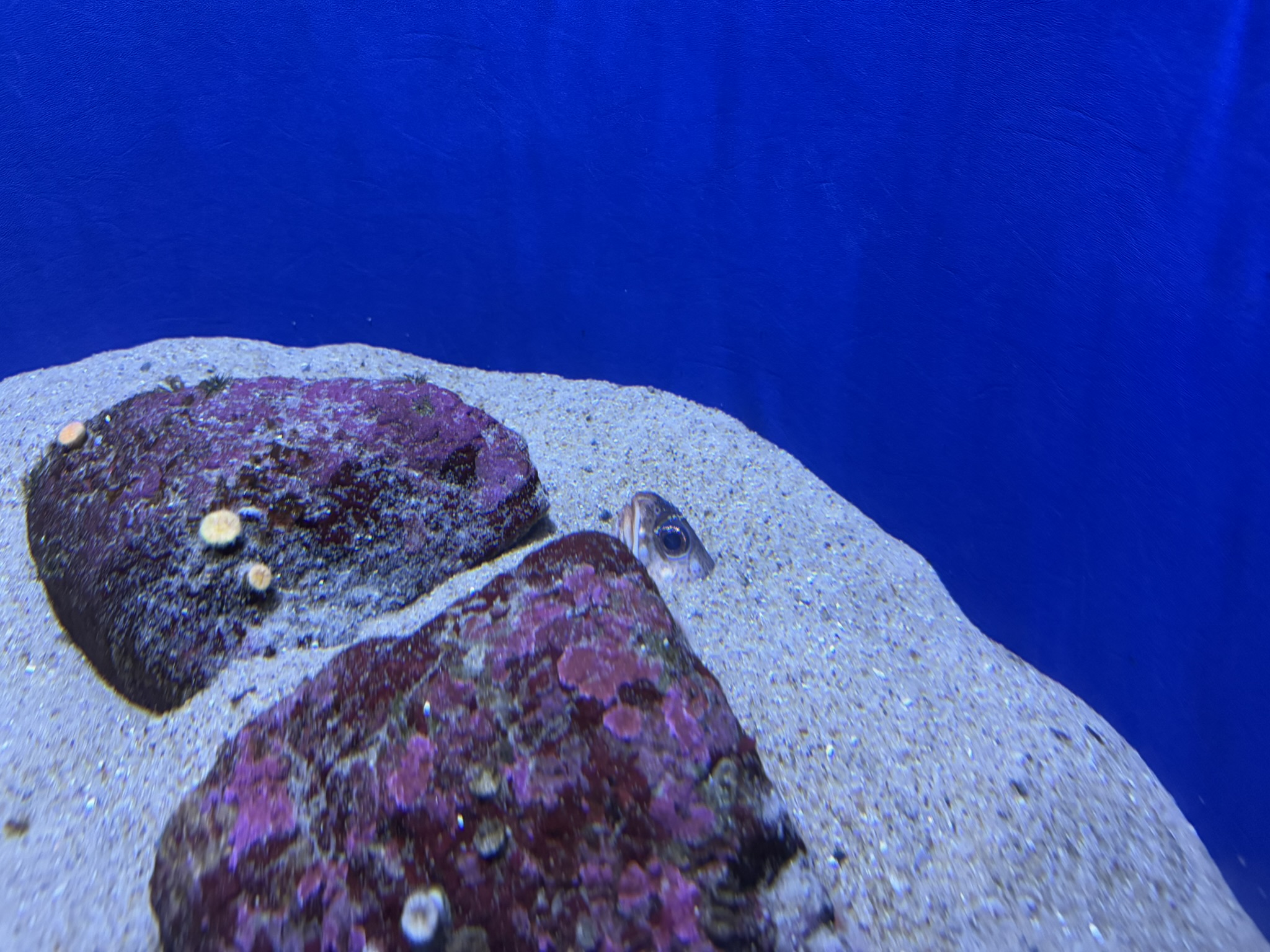 Monterey Bay Aquarium