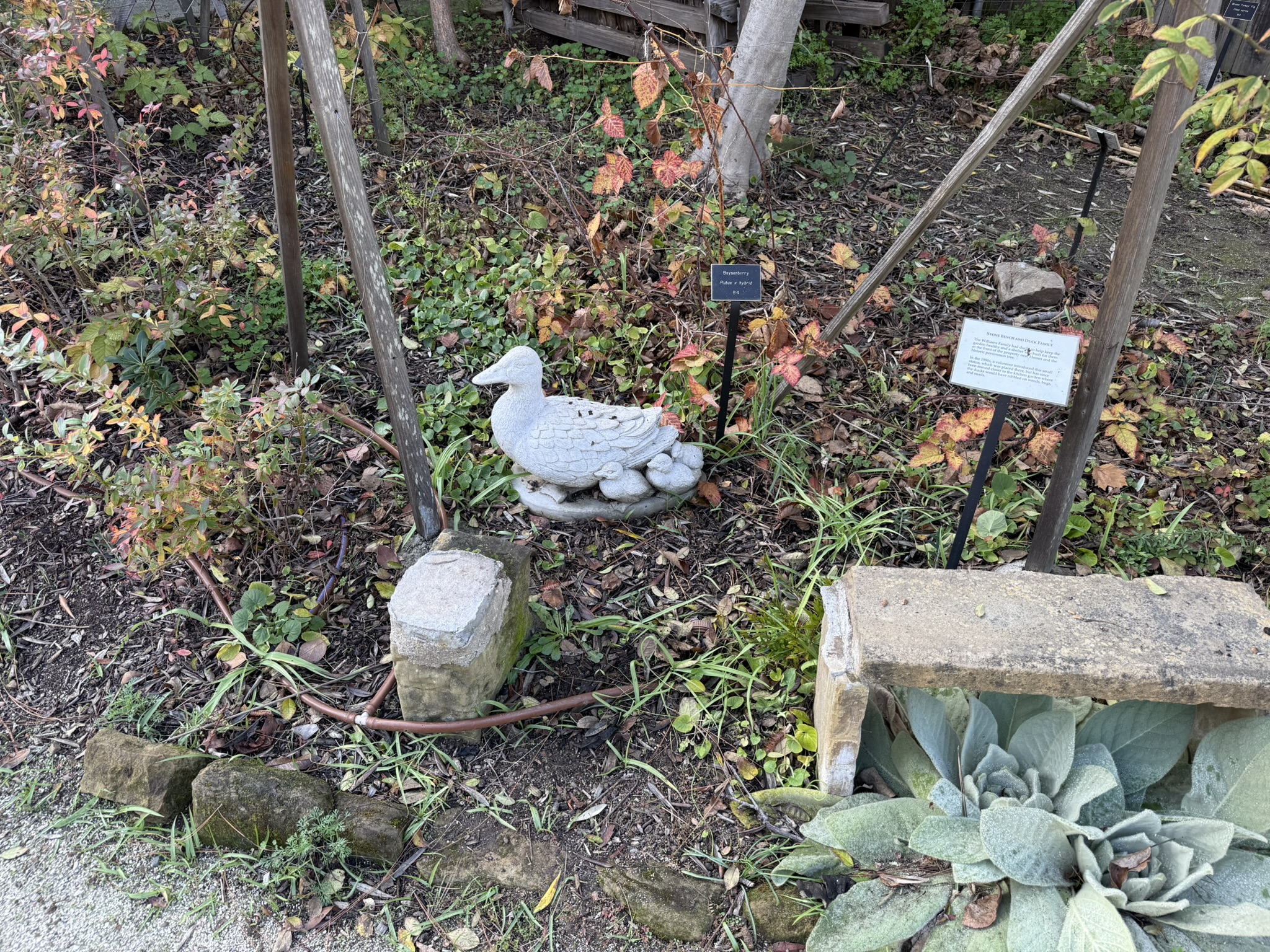 石头鸭