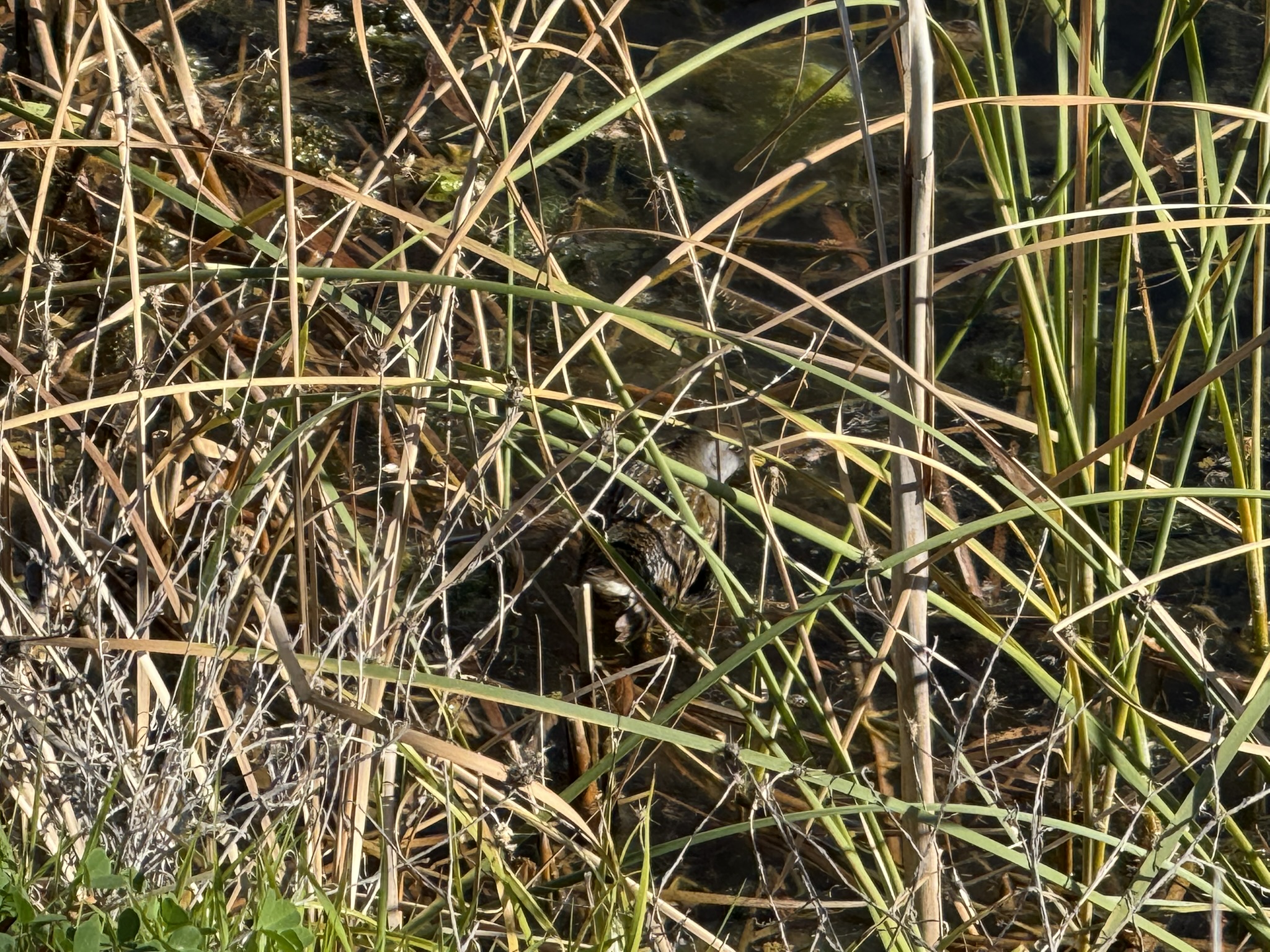 Sora
