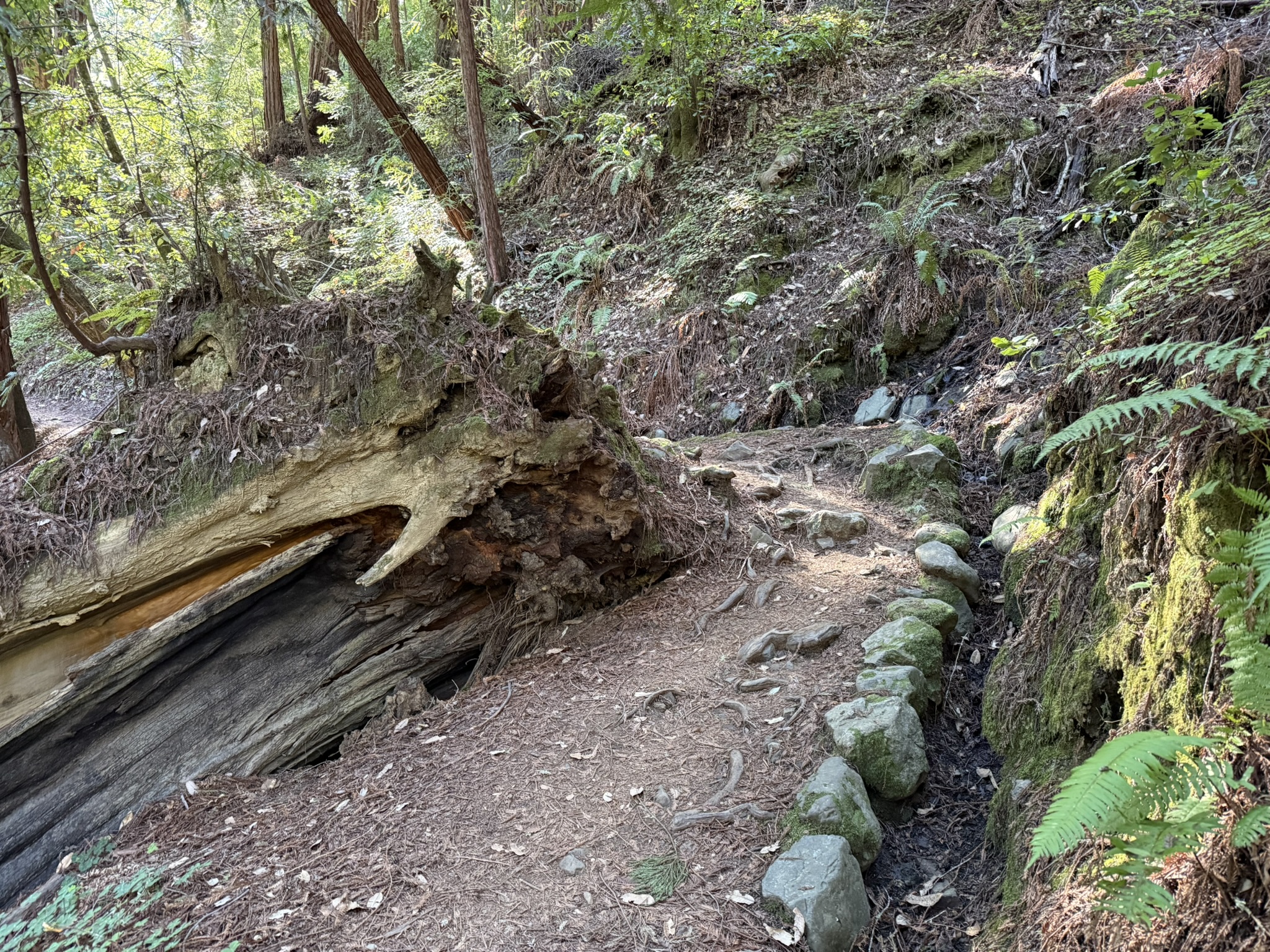 Fern Creek Trail