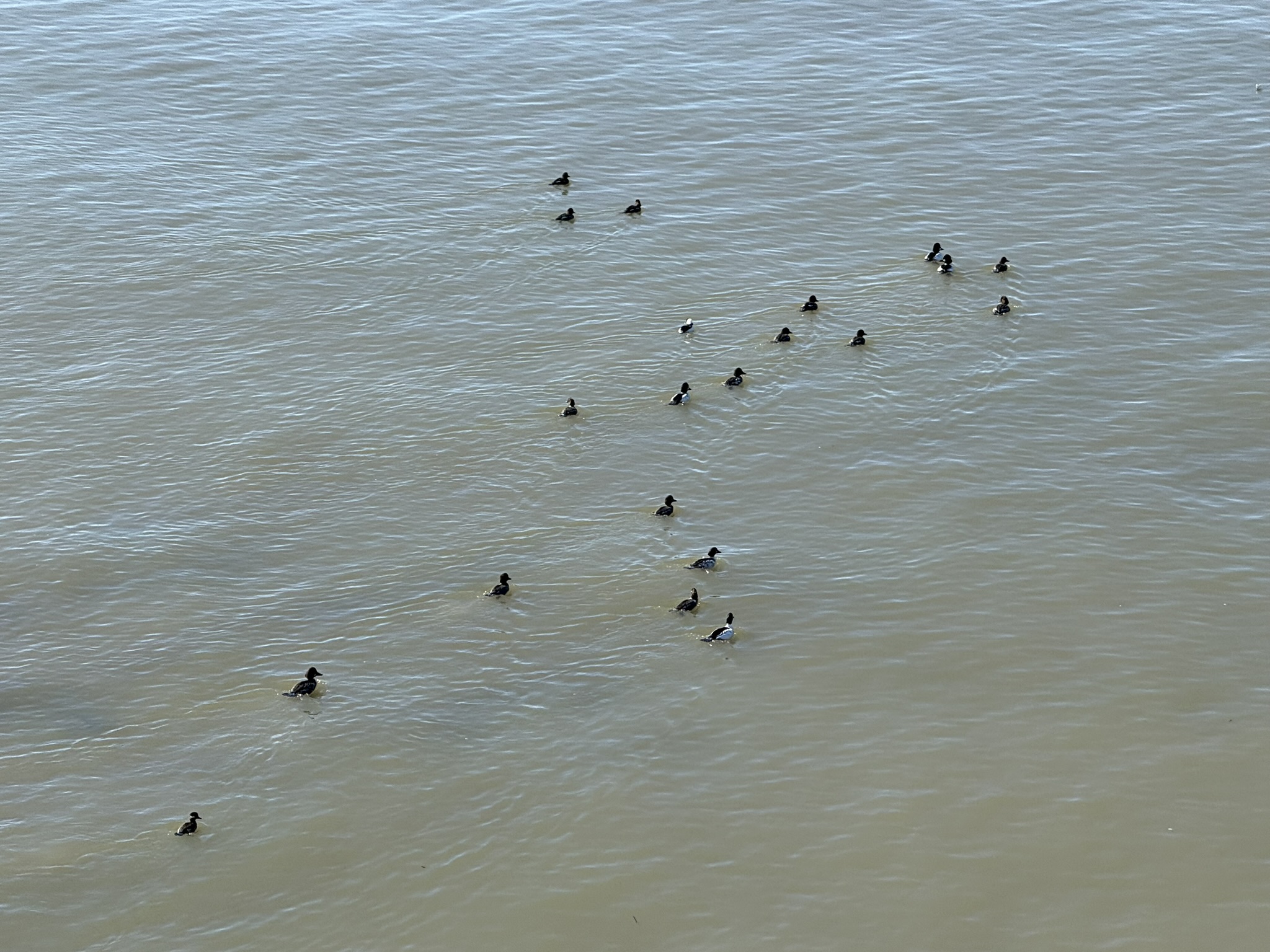 San Pablo Bay Regional Shoreline Trail