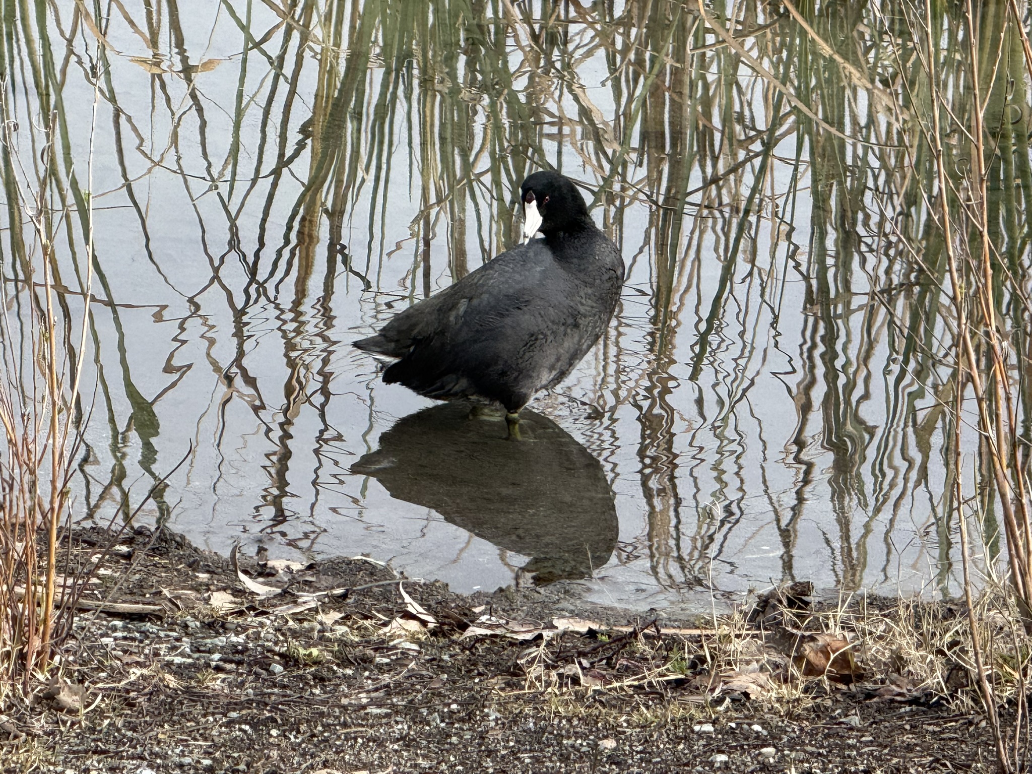 Shadow Cliffs Regional Recreation Area