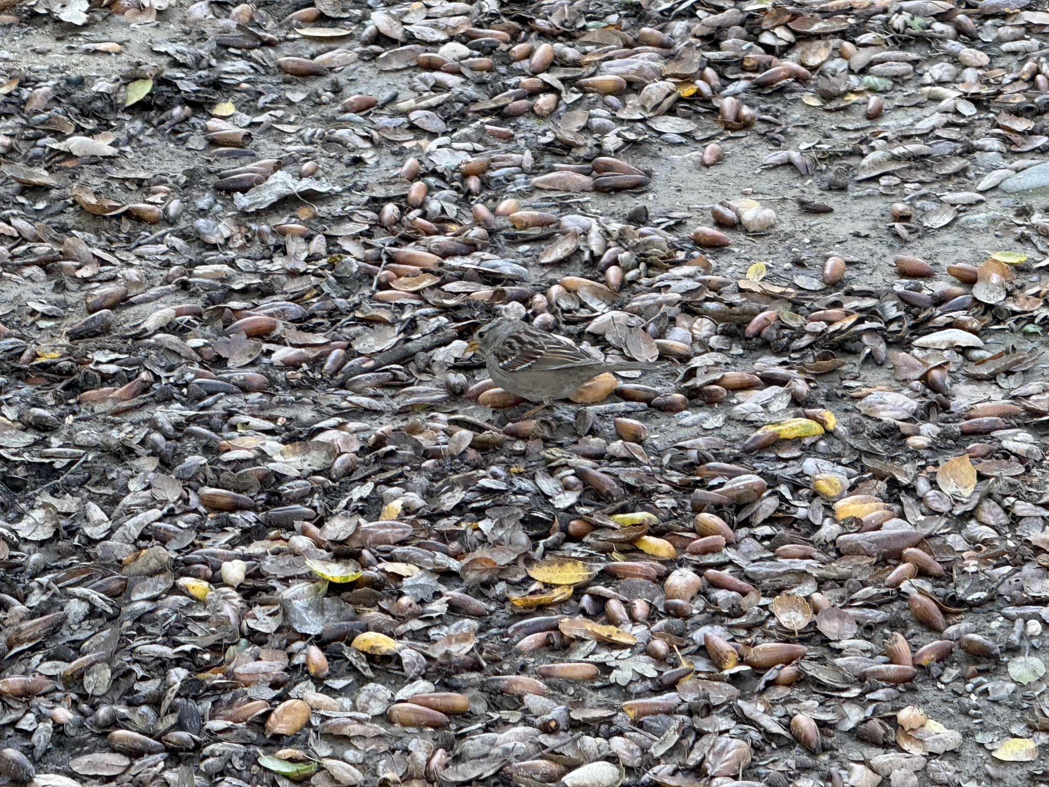 Shadow Cliffs Regional Recreation Area