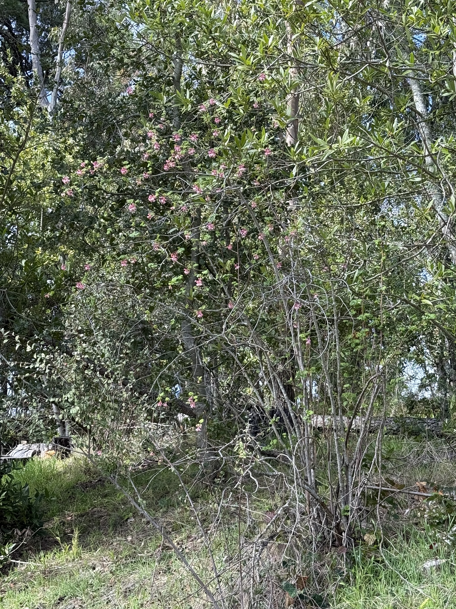 Sibley Volcanic Regional Preserve