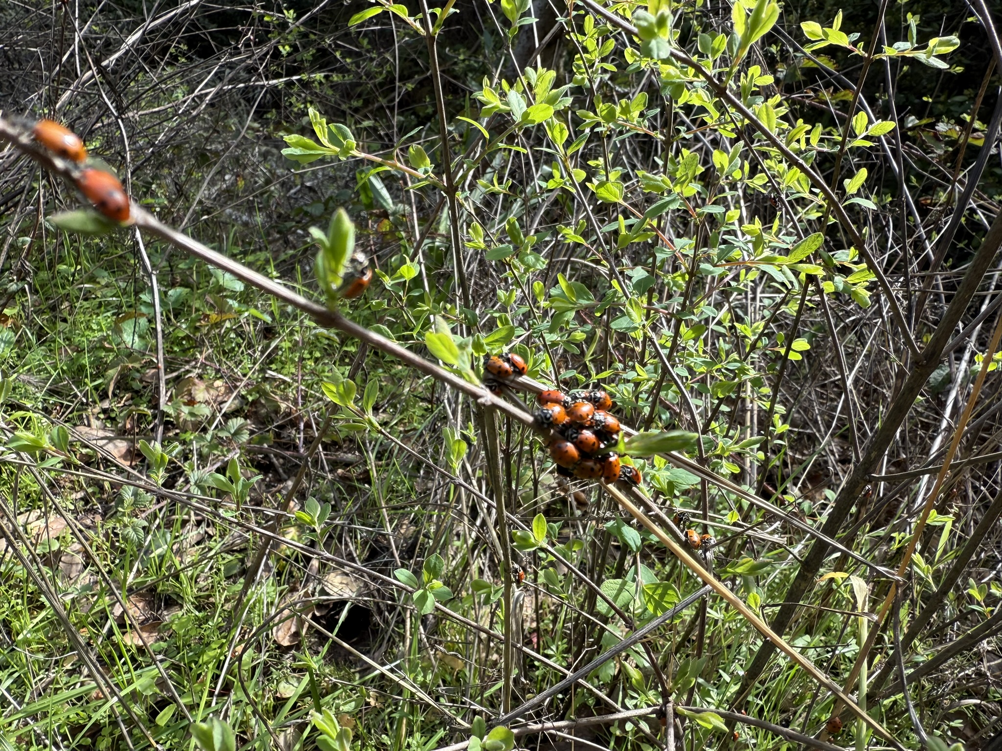 Sibley Volcanic Regional Preserve