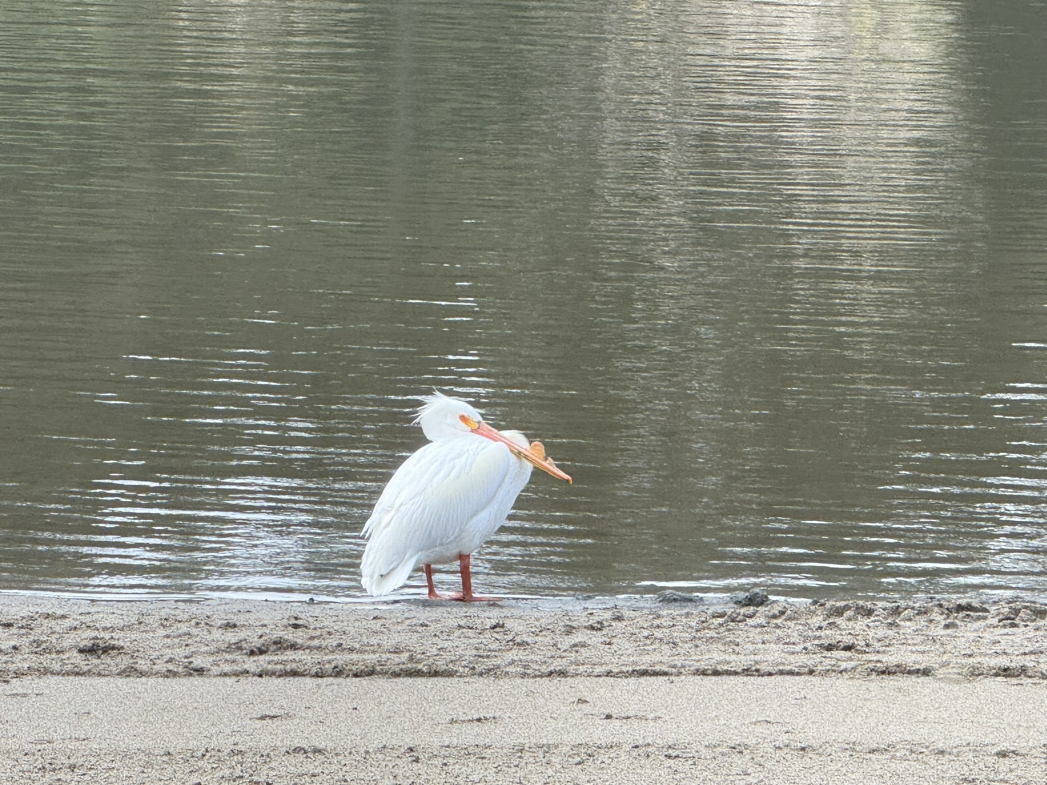 Temescal Regional Recreation Area