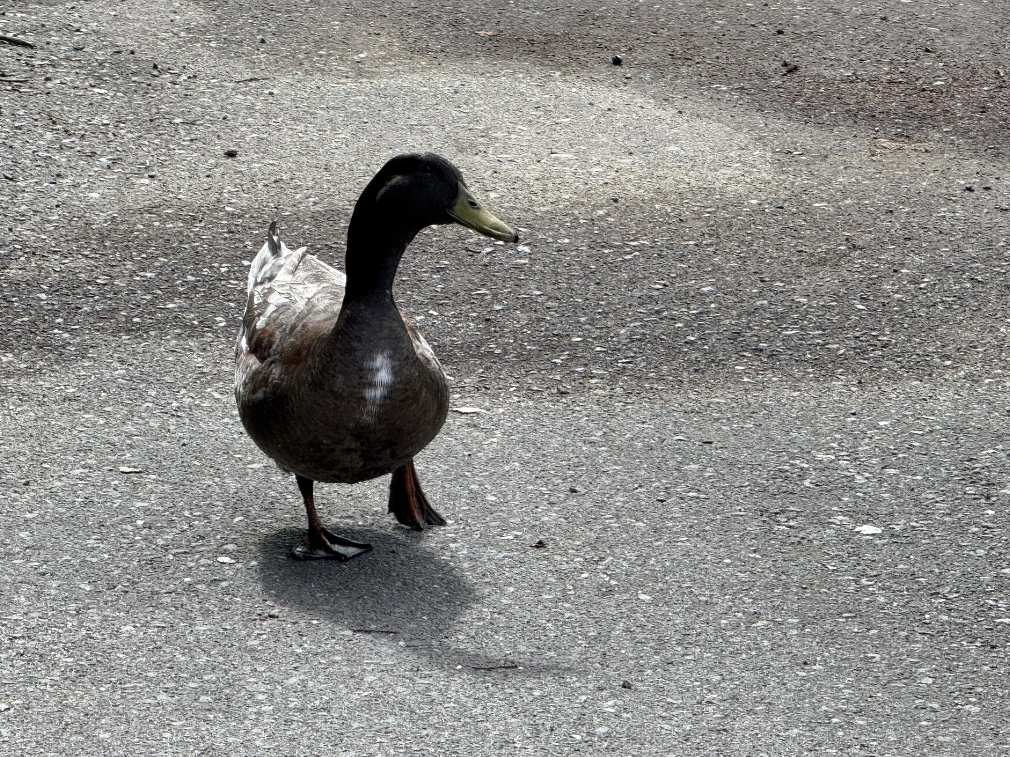 Temescal Regional Recreation Area