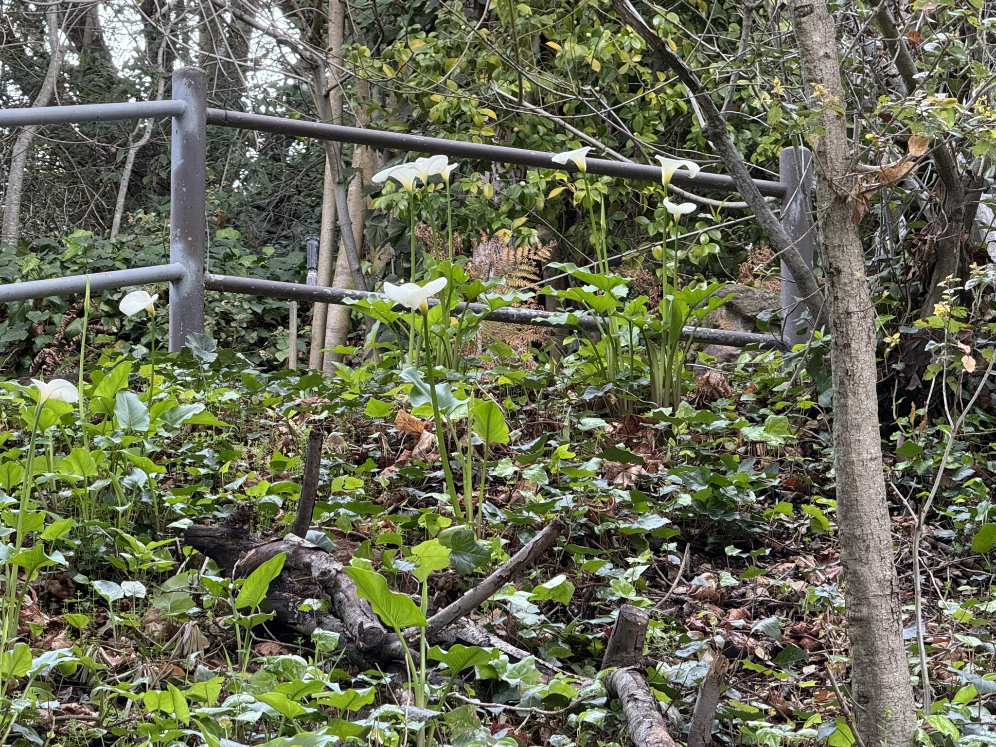 Temescal Regional Recreation Area