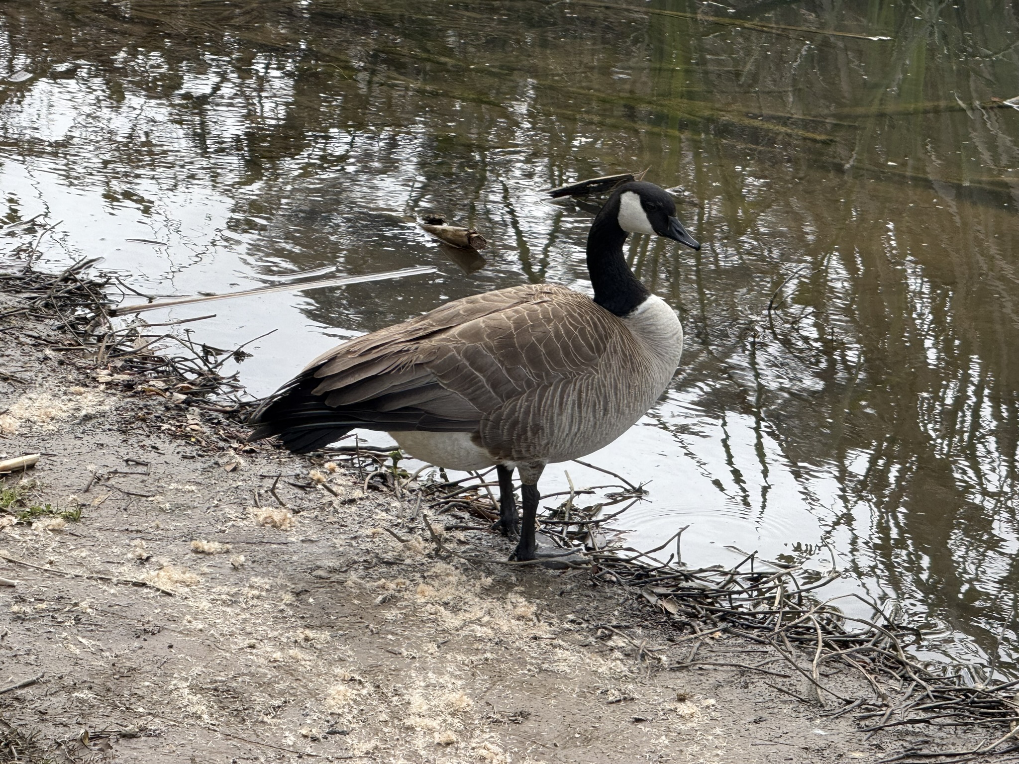 Temescal Regional Recreation Area