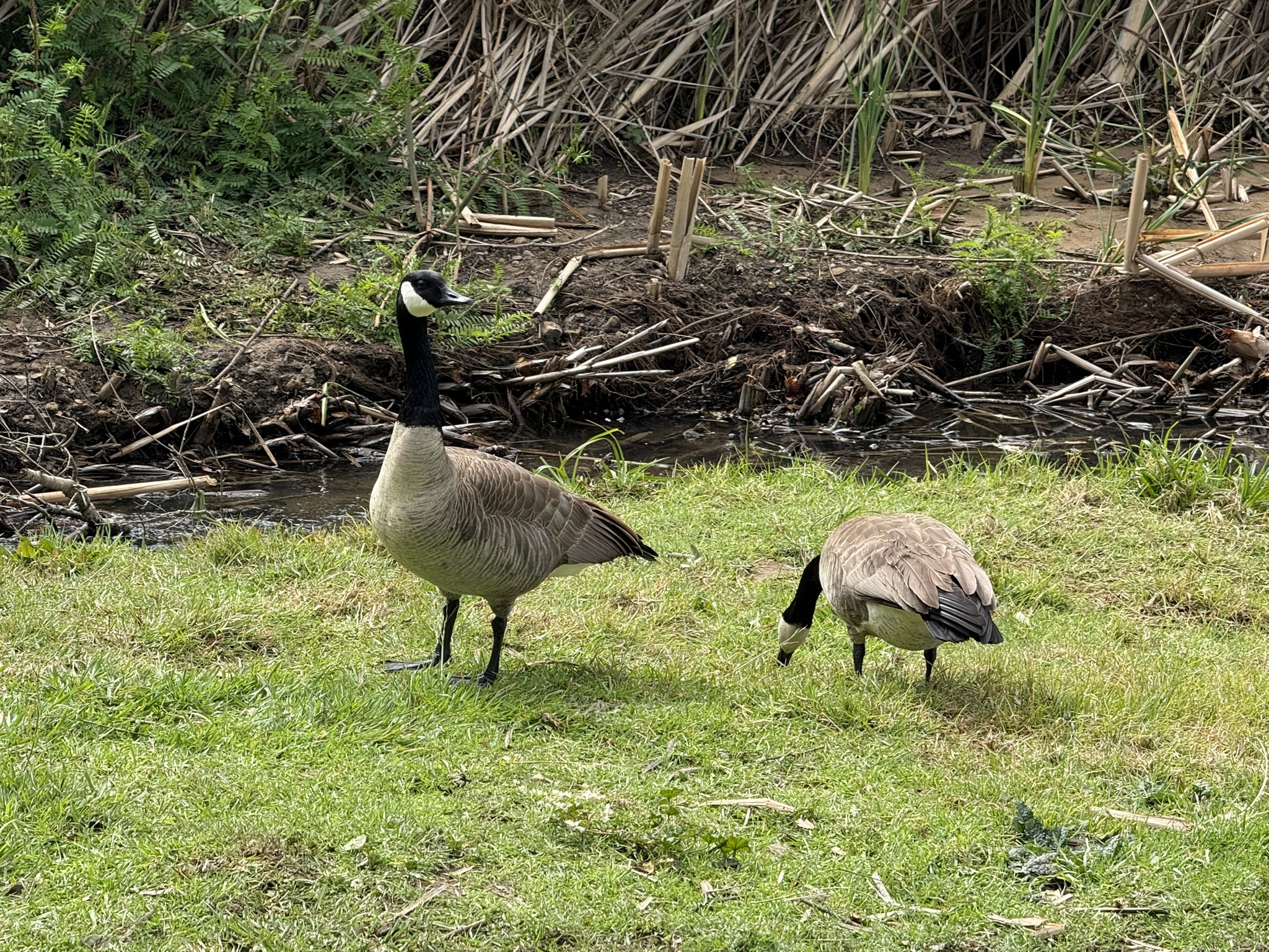 Temescal Regional Recreation Area