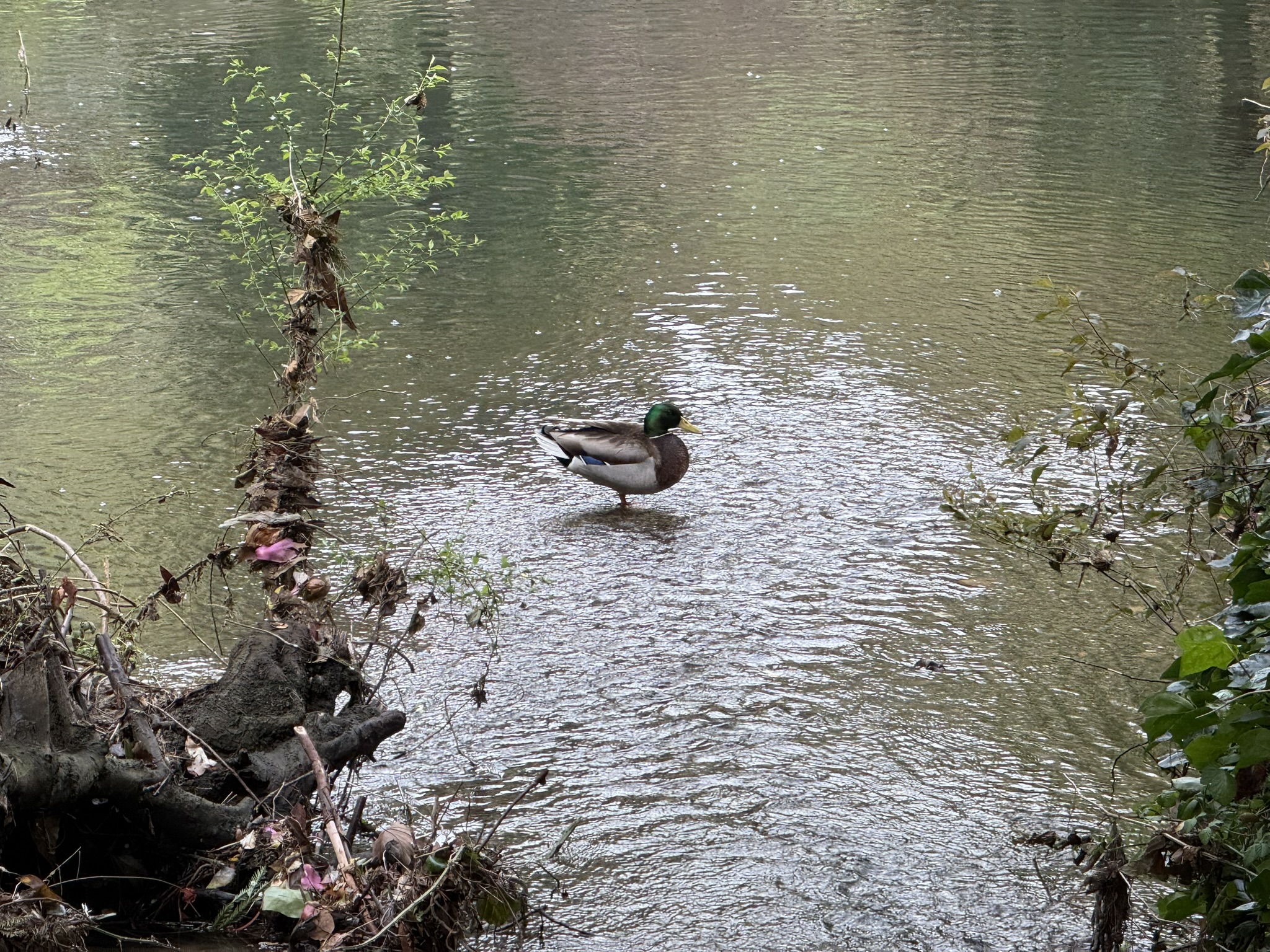 Temescal Regional Recreation Area