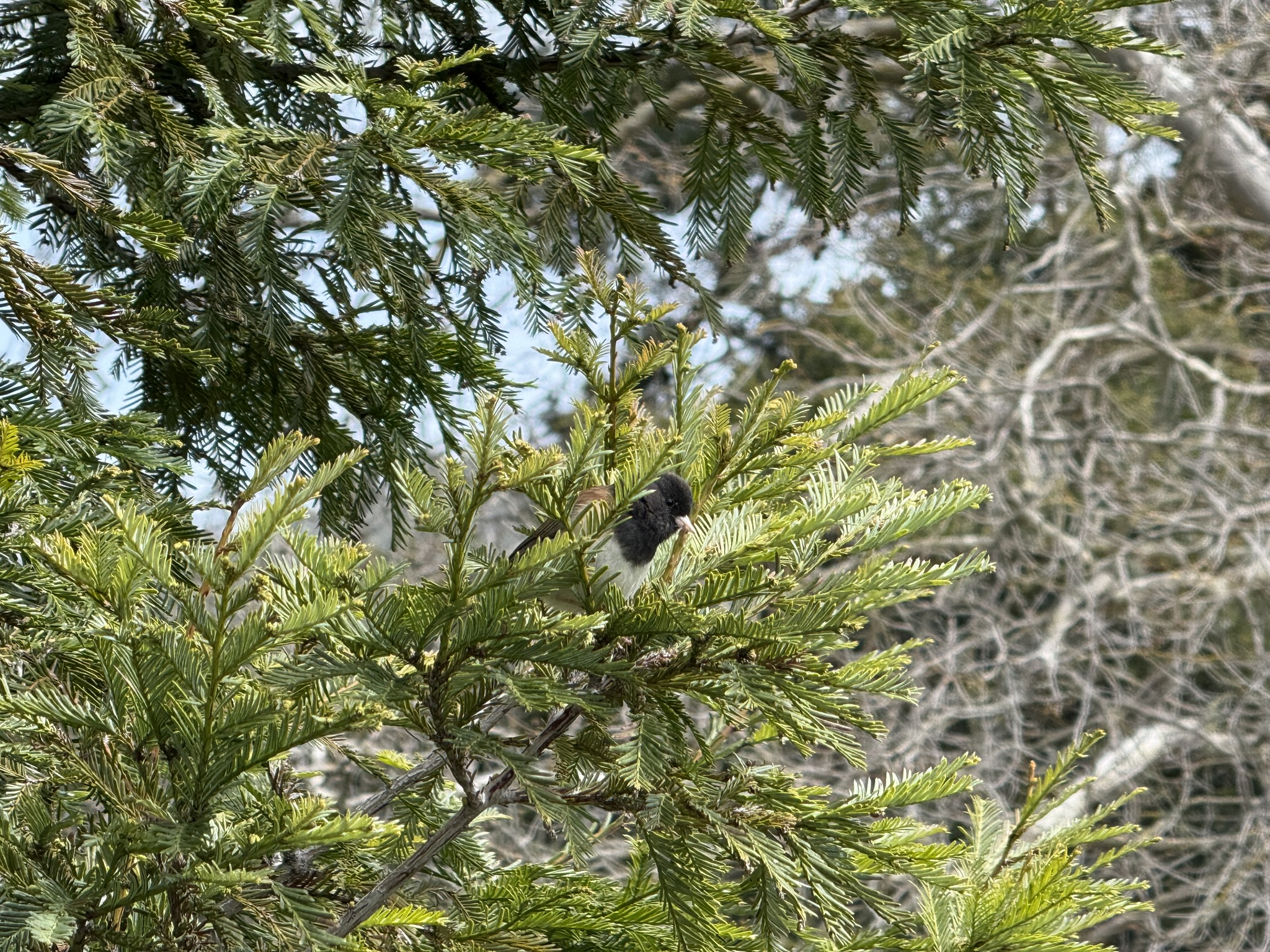 Temescal Regional Recreation Area
