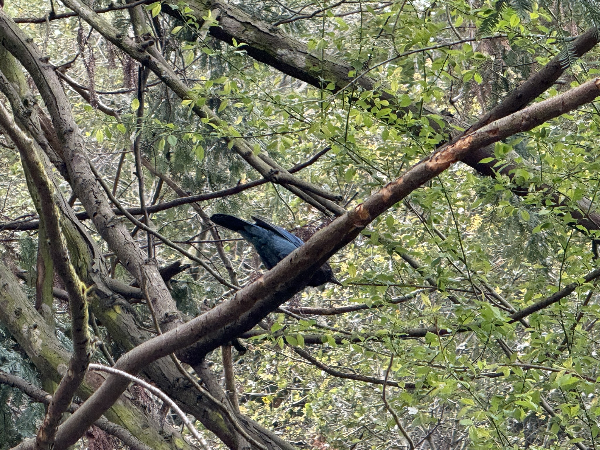 Temescal Regional Recreation Area