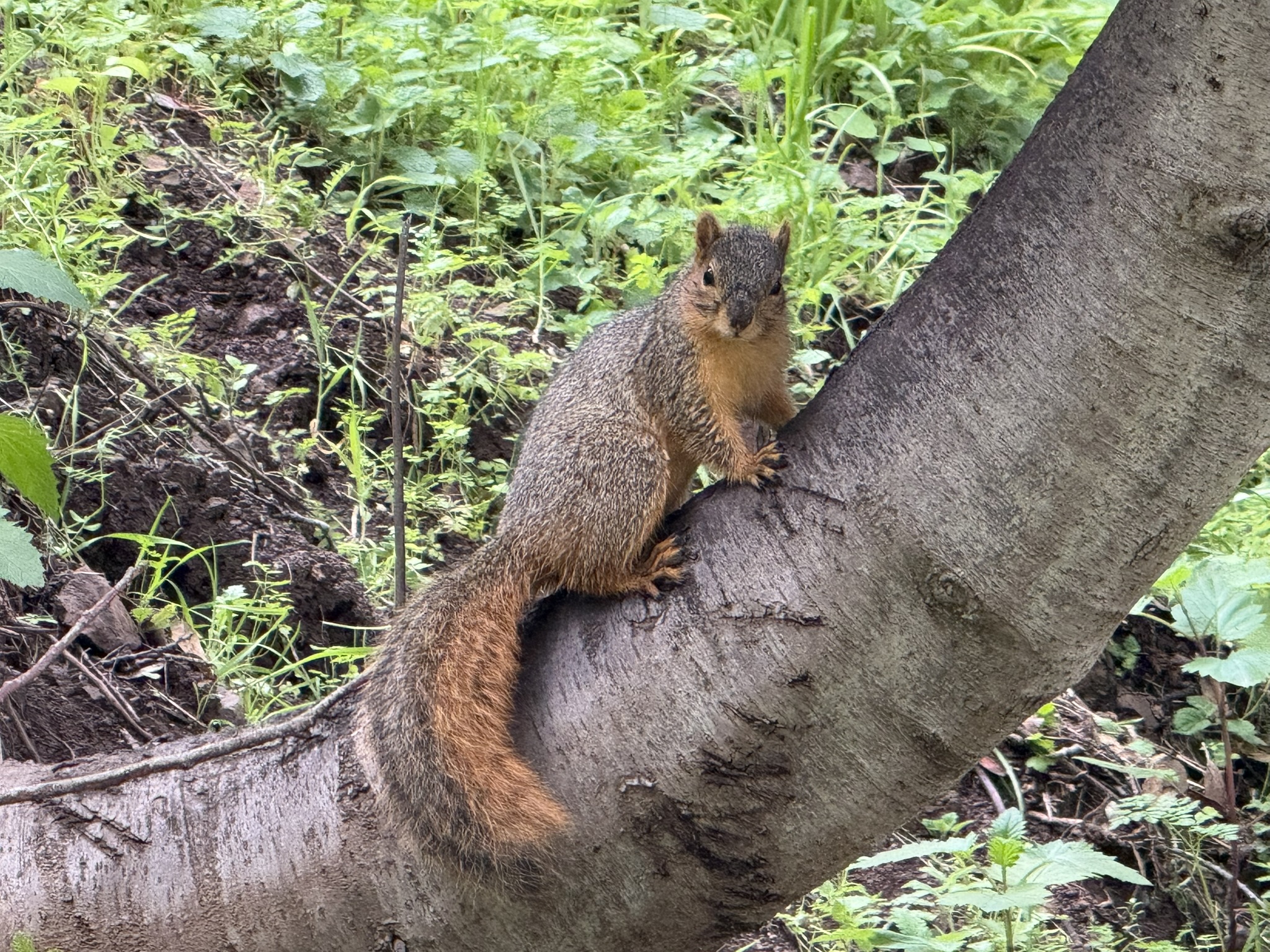 Temescal Regional Recreation Area