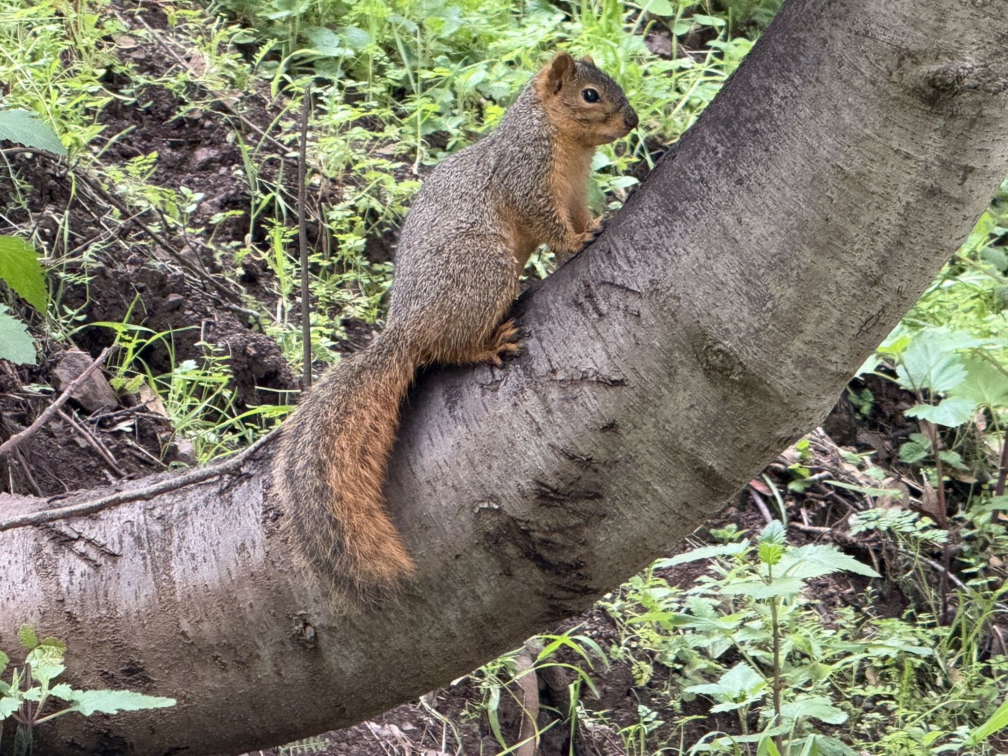 Temescal Regional Recreation Area