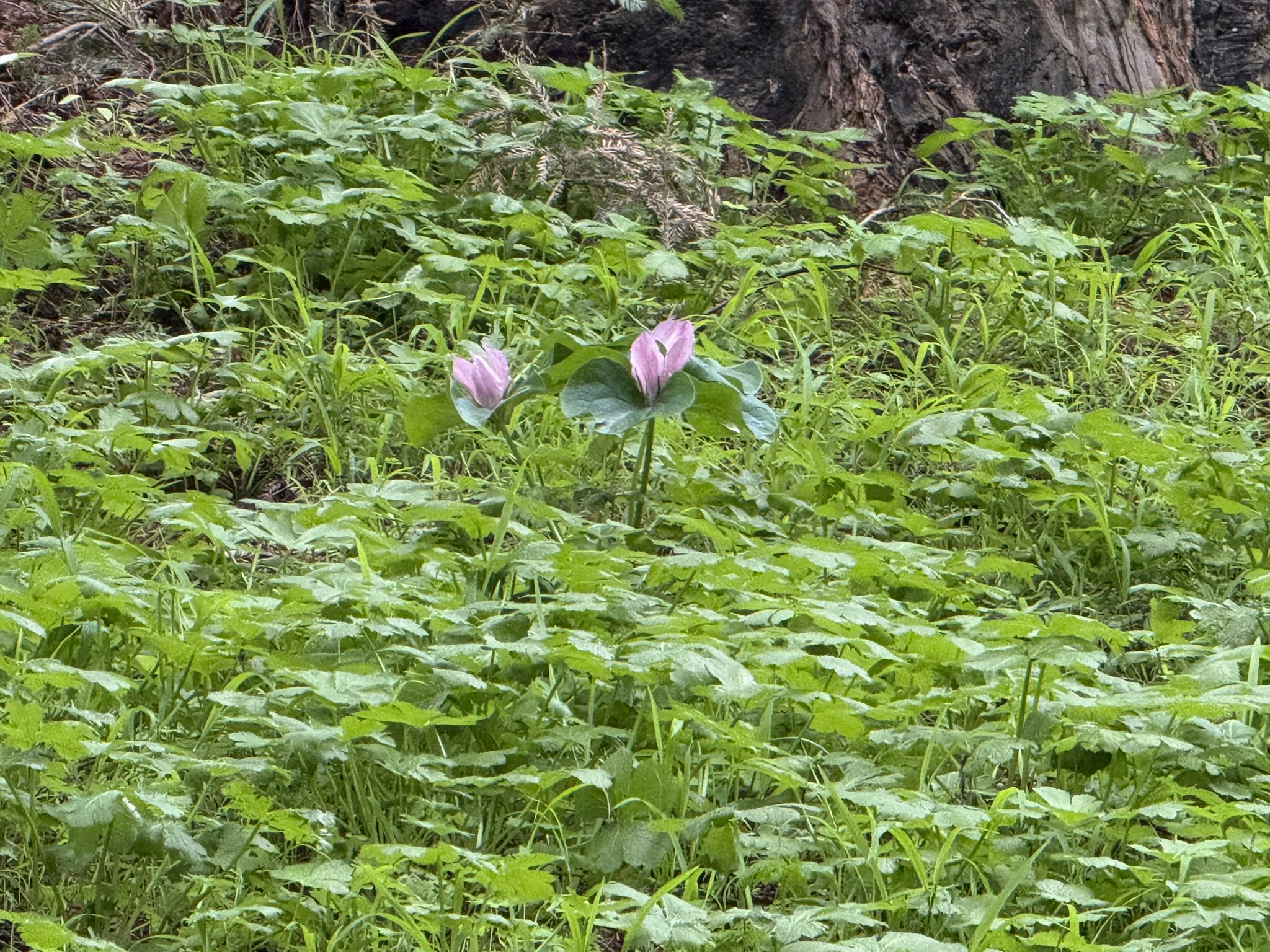Temescal Regional Recreation Area