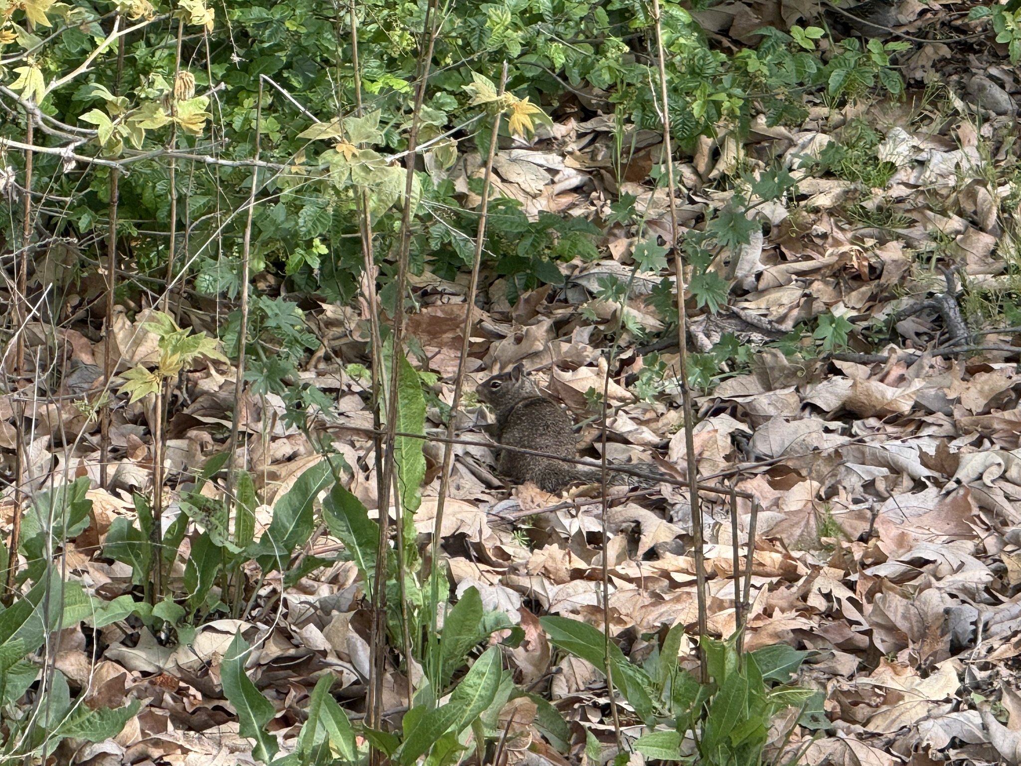 Los Alamitos Creek Trail South