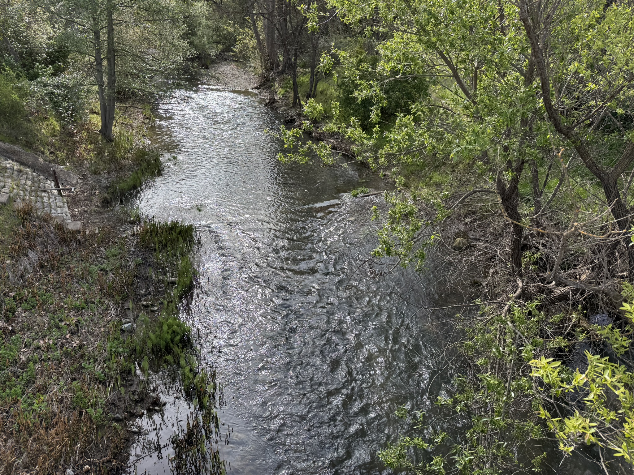 Los Alamitos Creek Trail South