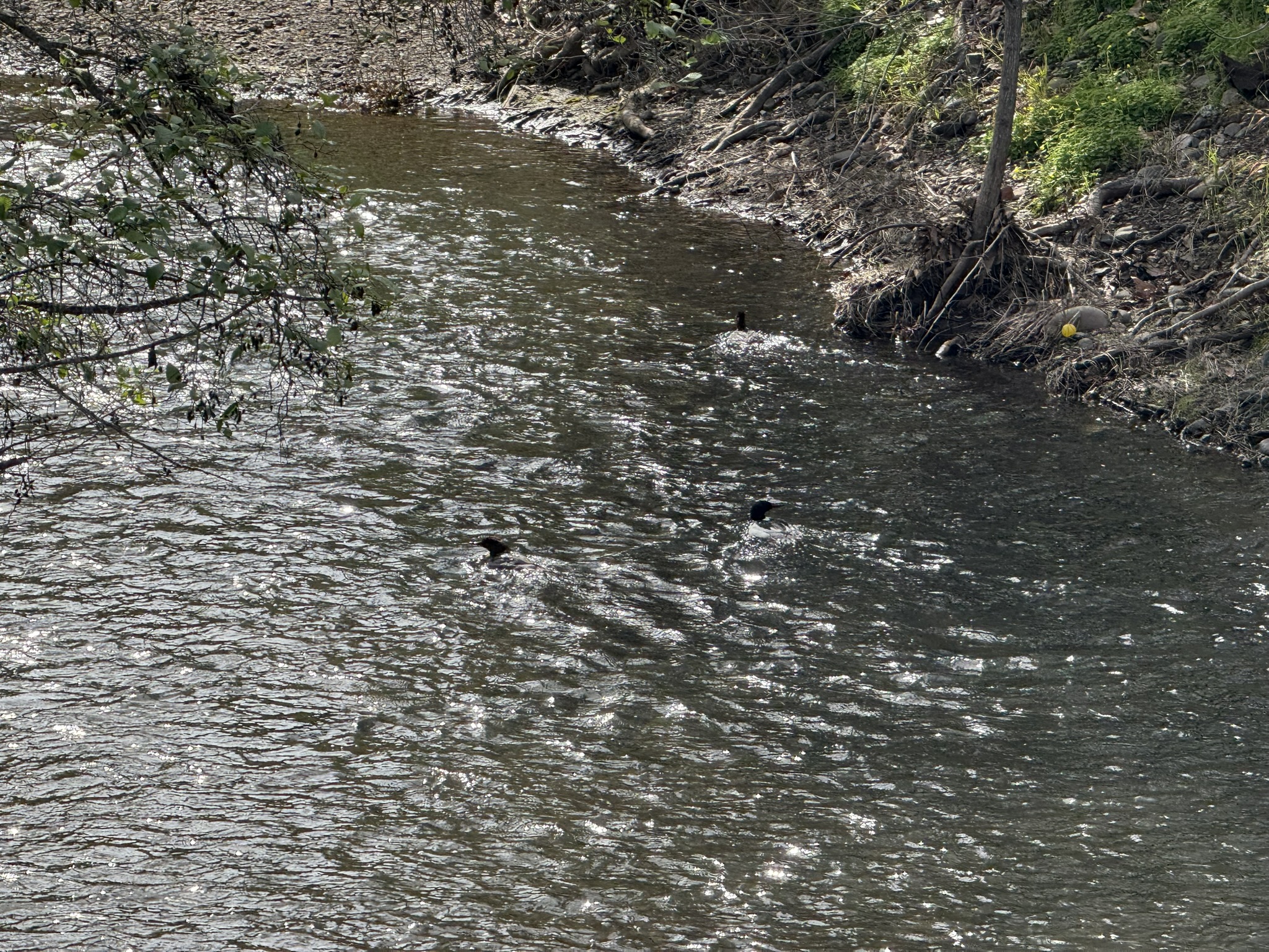 Los Alamitos Creek Trail South