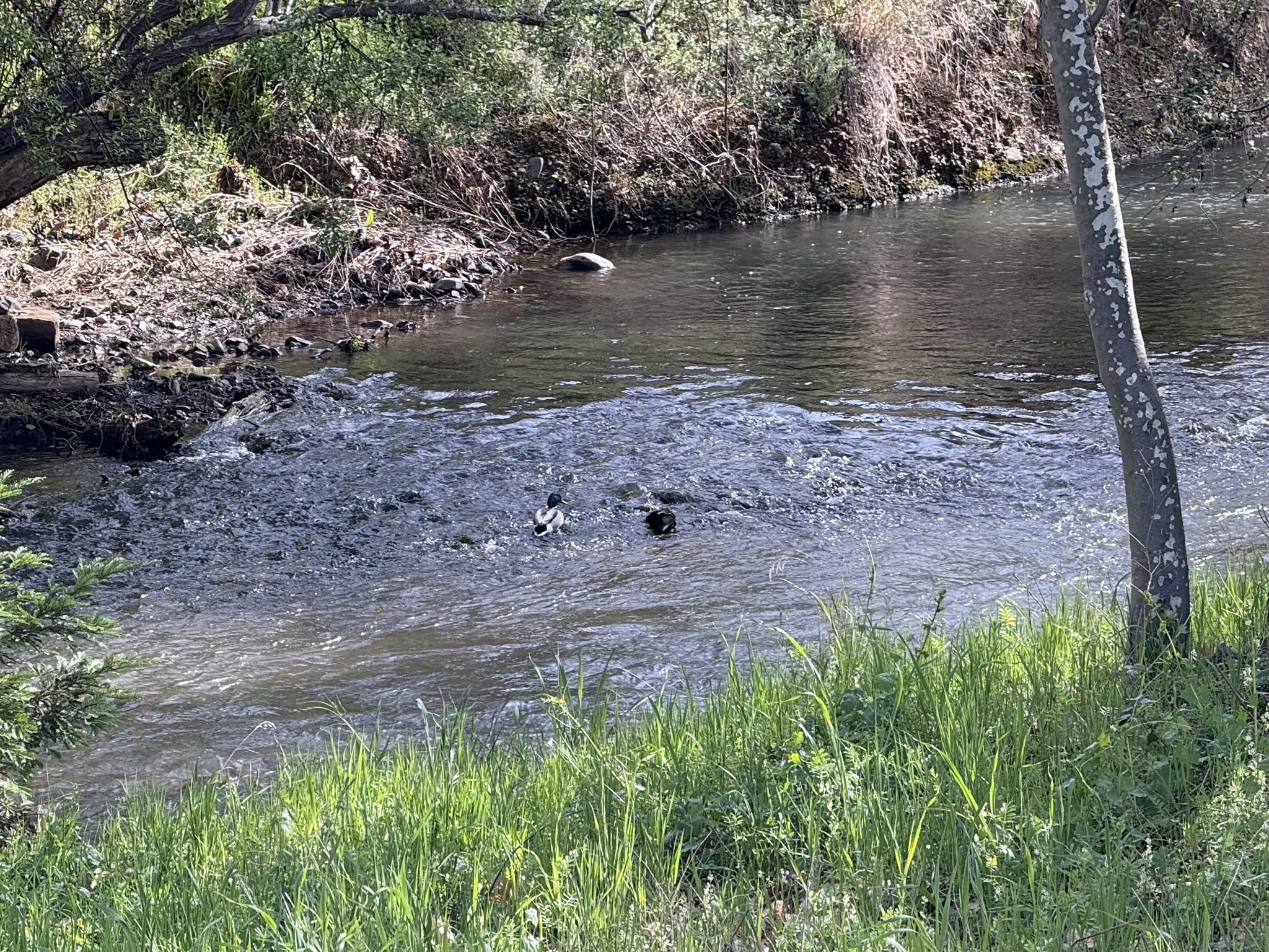 Los Alamitos Creek Trail South