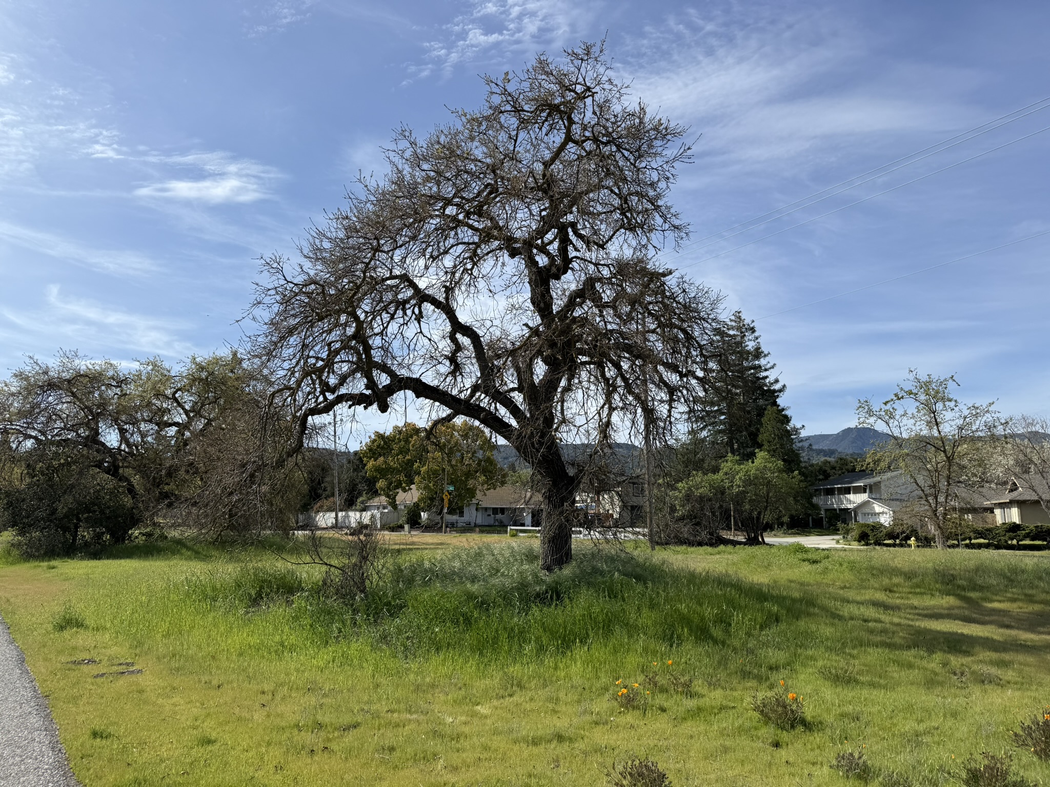 Los Alamitos Creek Trail South