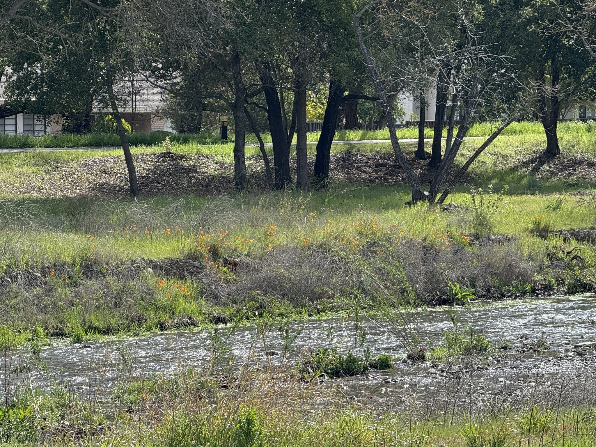 Los Alamitos Creek Trail South
