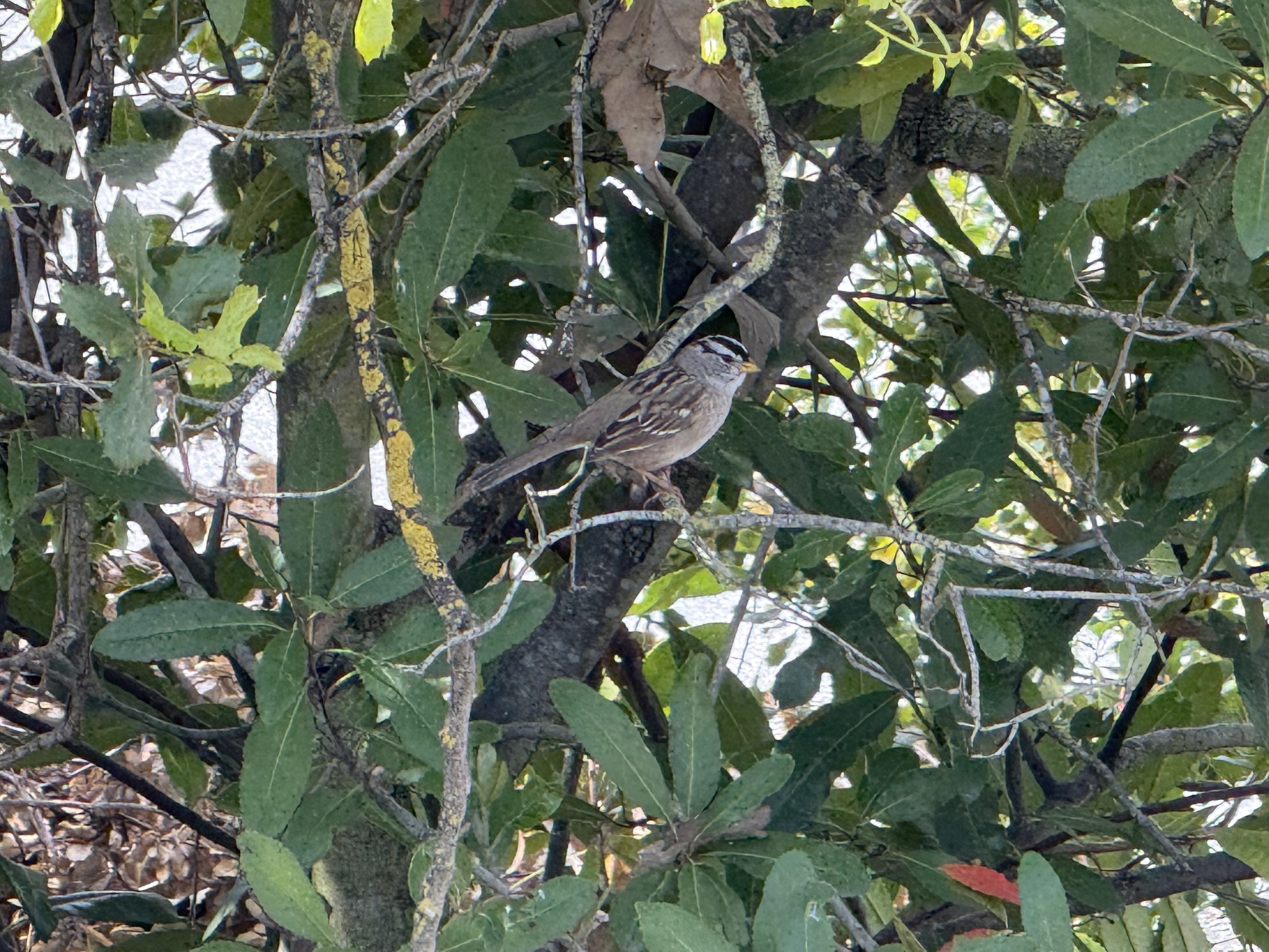 Los Alamitos Creek Trail South