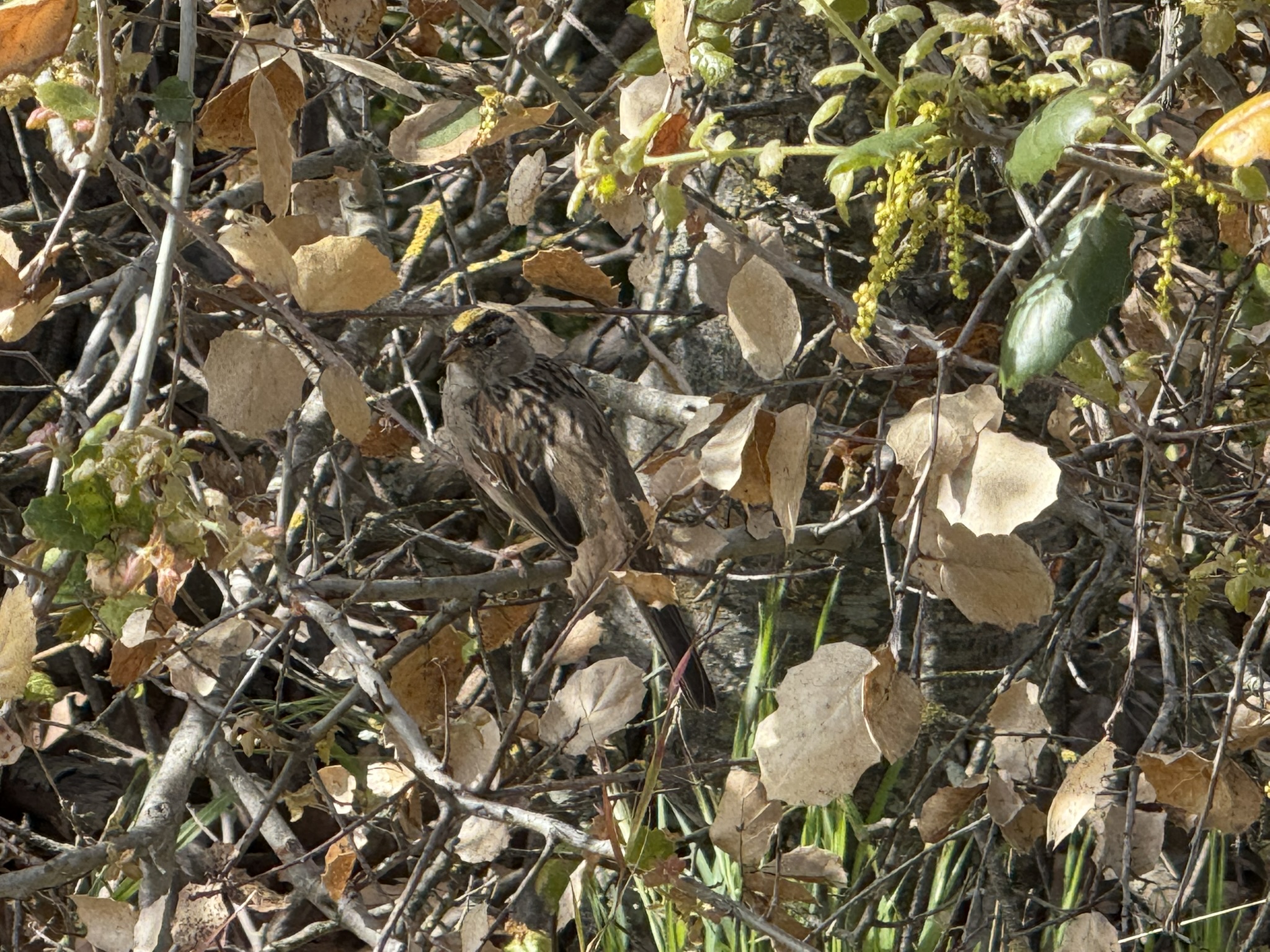 Los Alamitos Creek Trail South