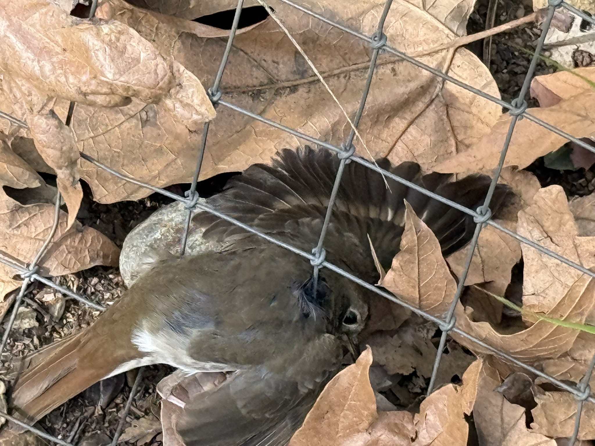Los Alamitos Creek Trail South