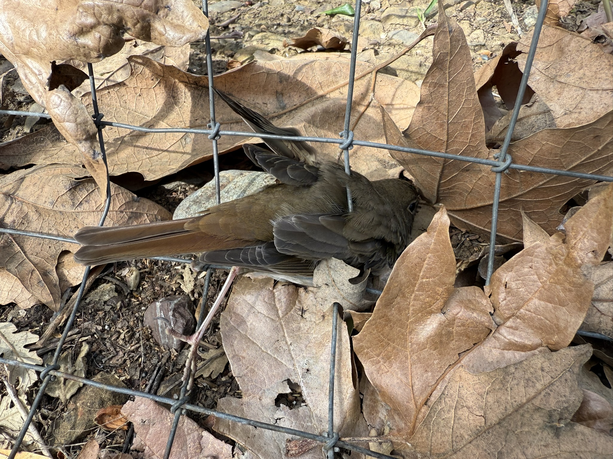 Los Alamitos Creek Trail South