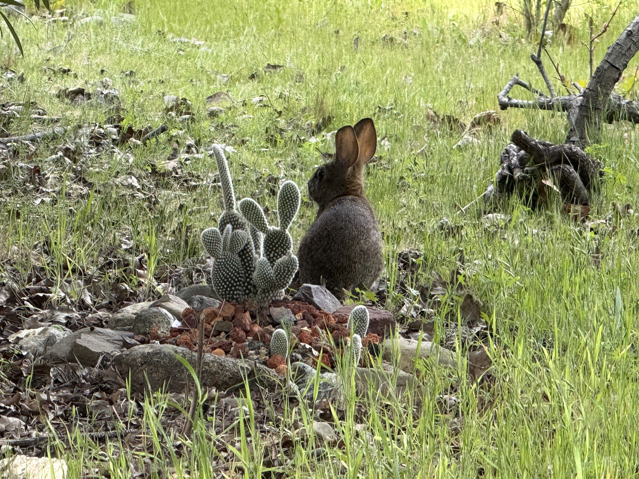 Los Alamitos Creek Trail South