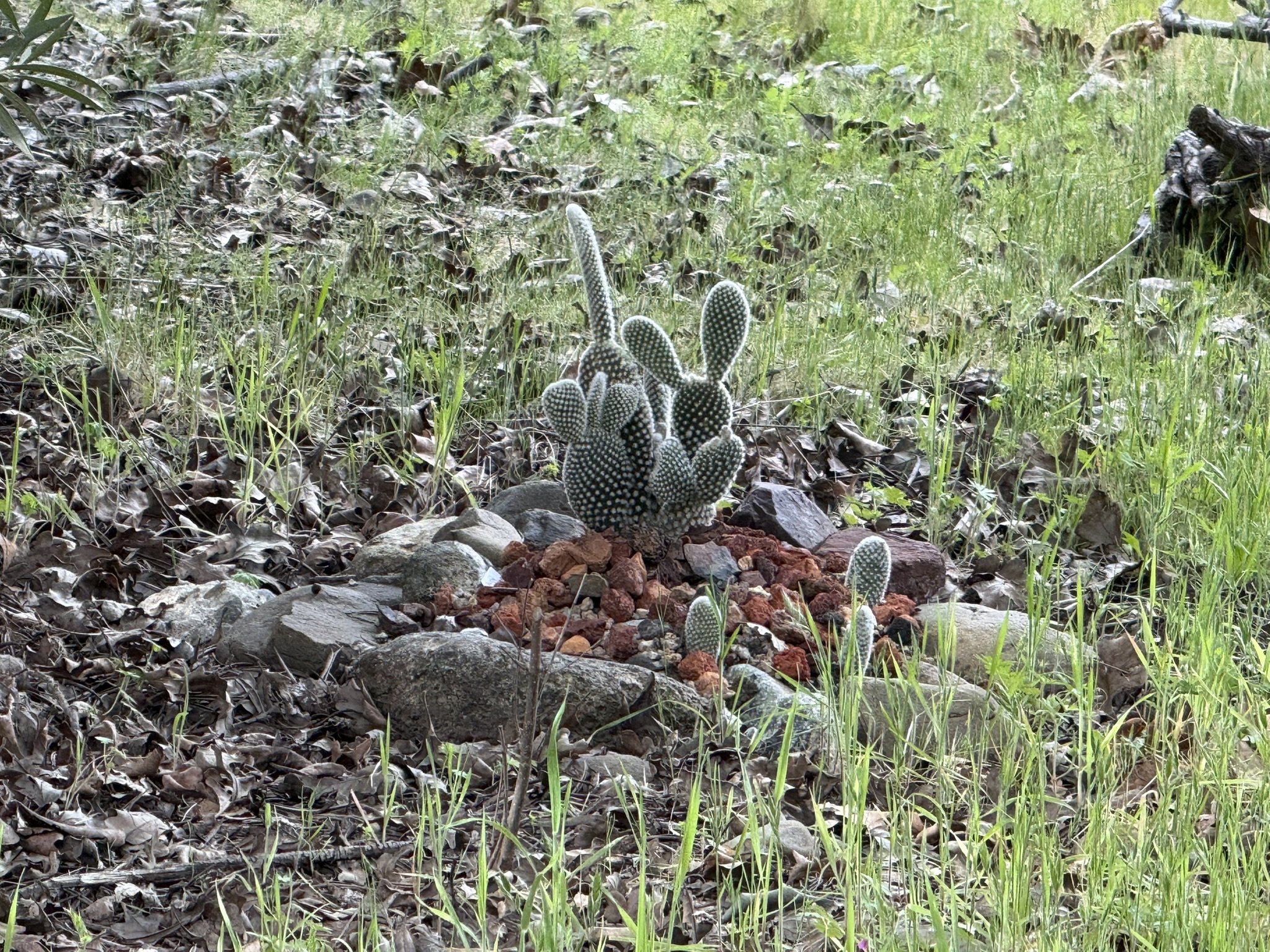 Los Alamitos Creek Trail South