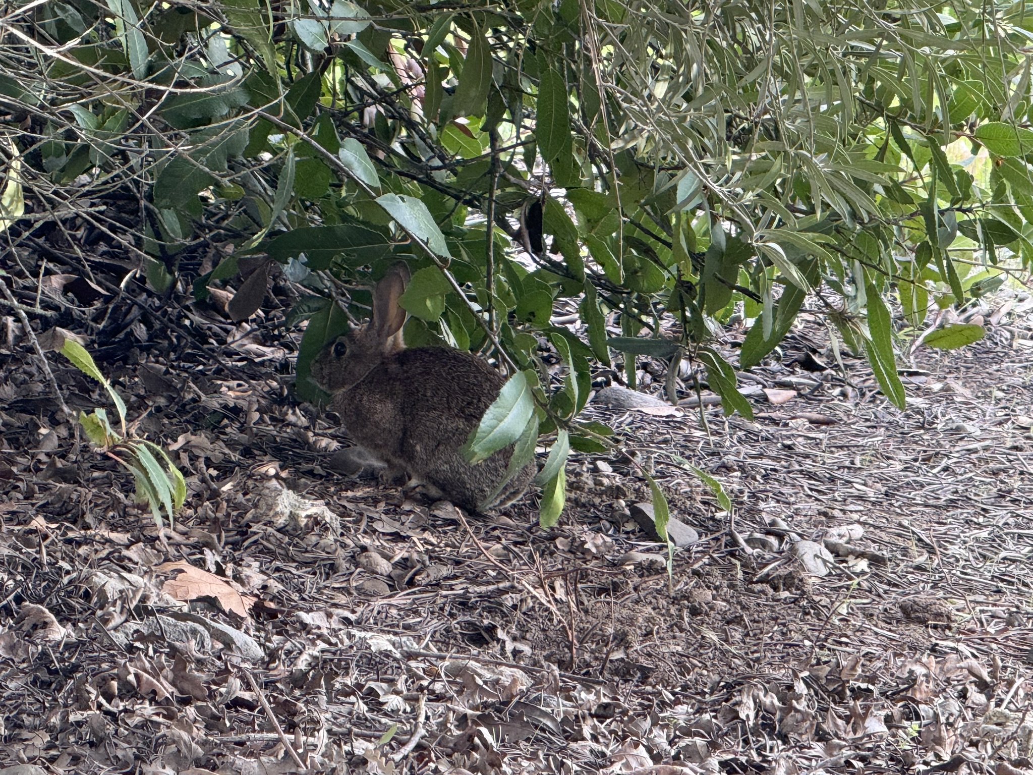 Los Alamitos Creek Trail South