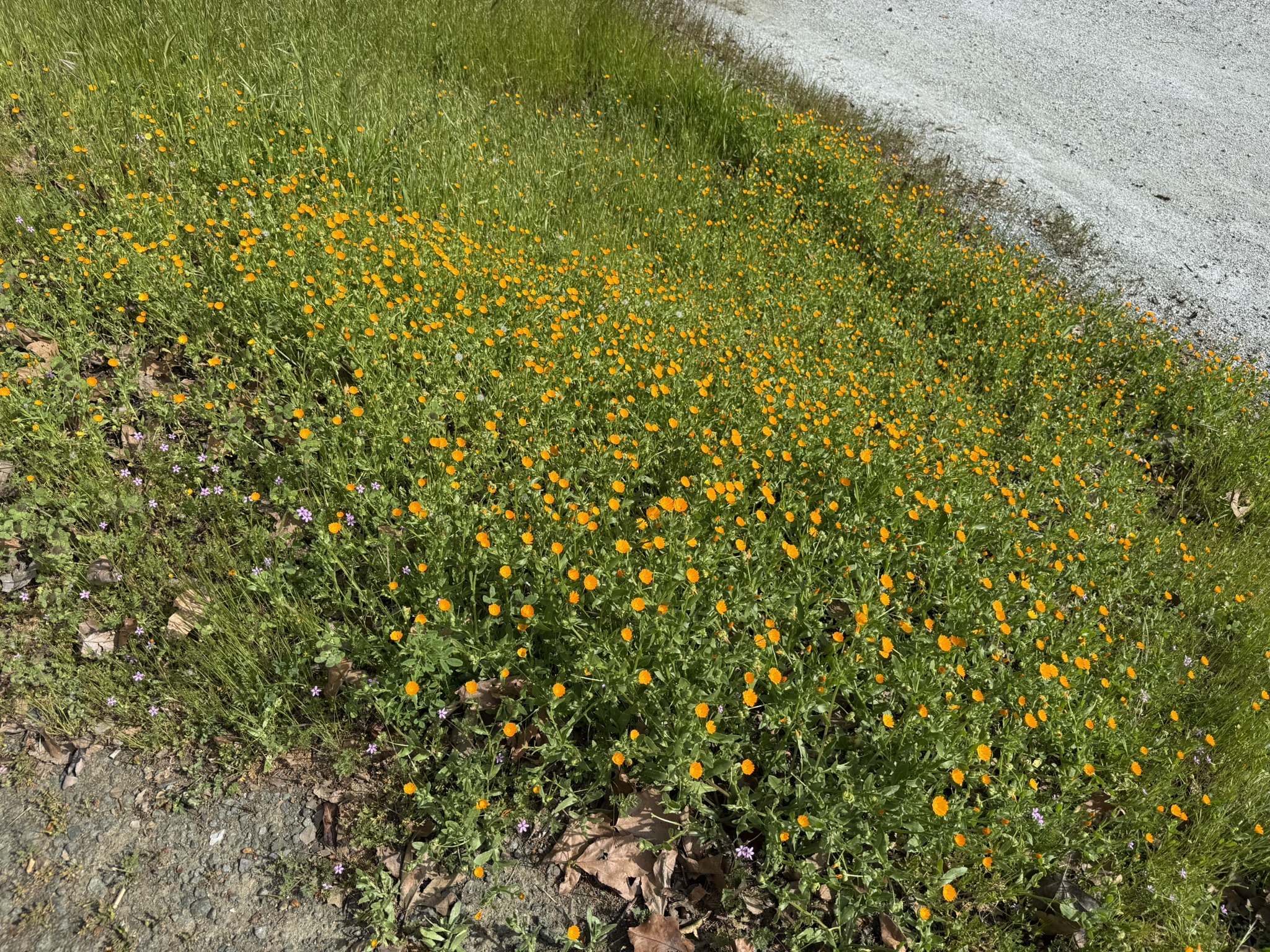Los Alamitos Creek Trail South