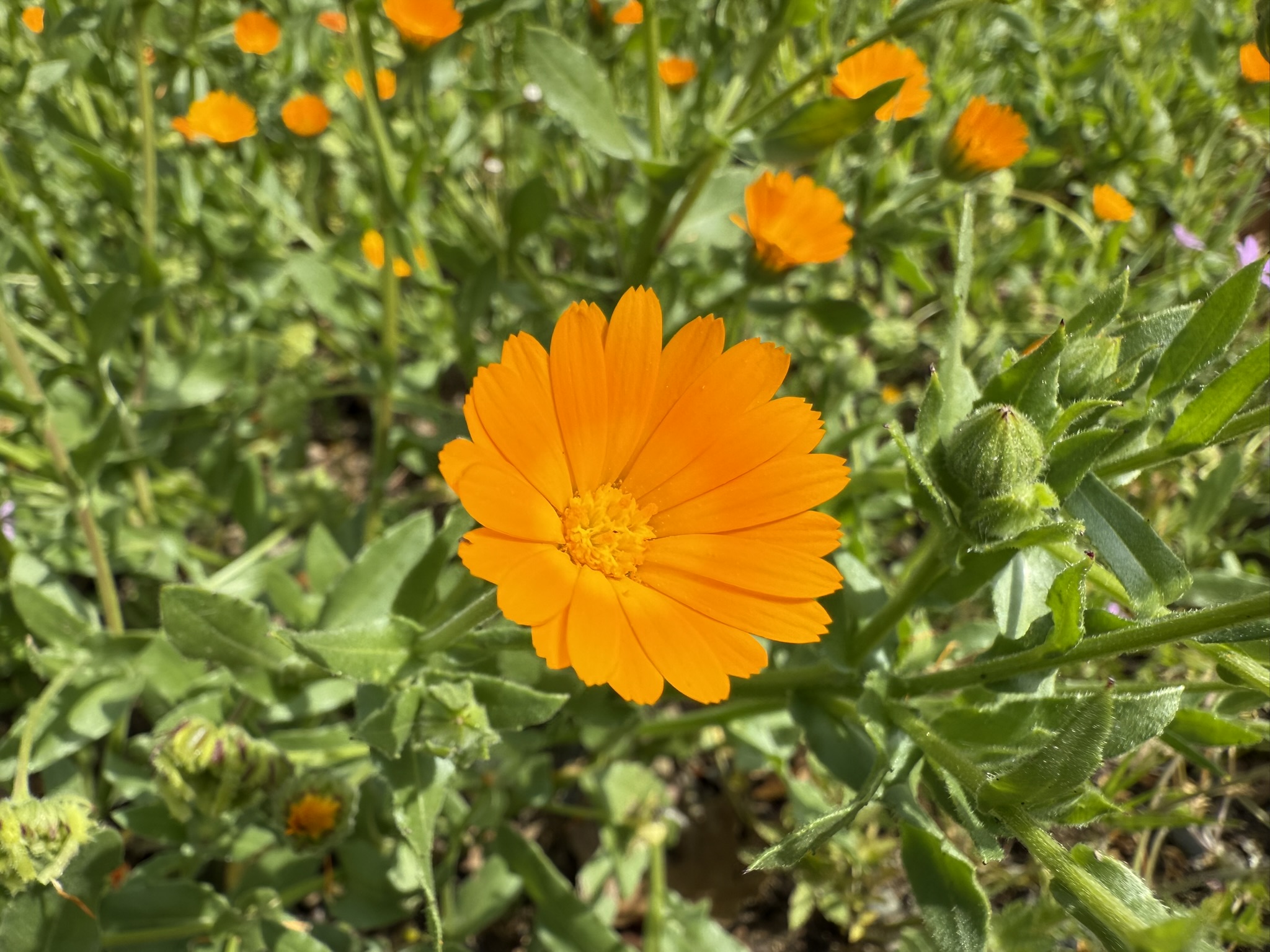 Los Alamitos Creek Trail South