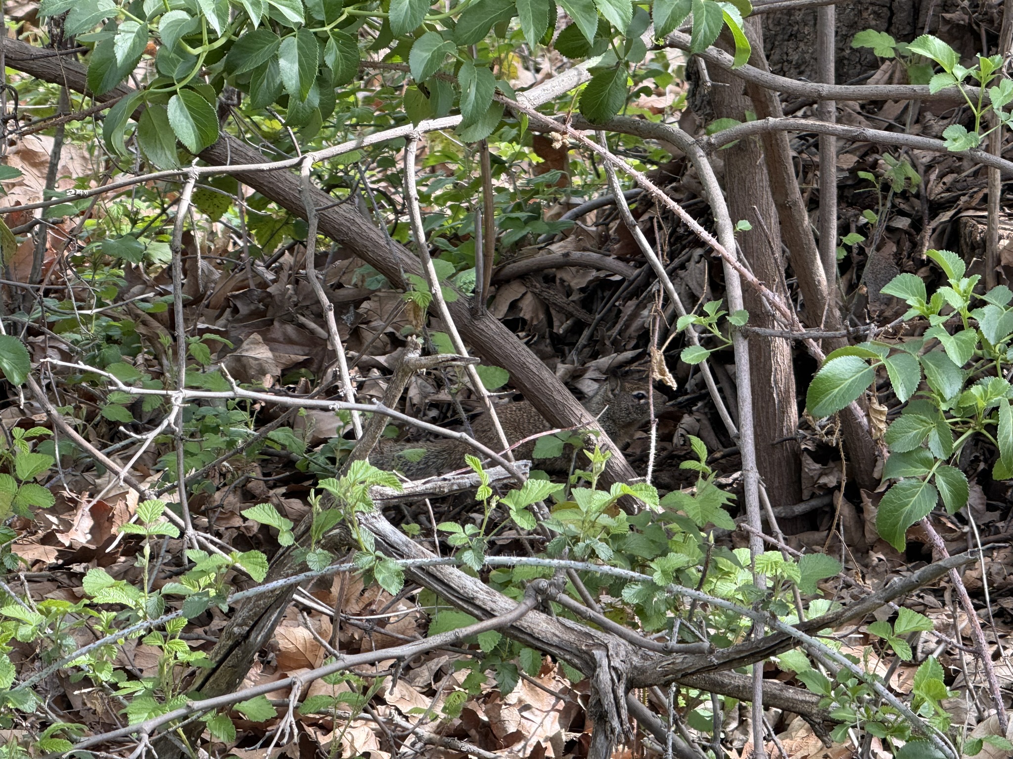Los Alamitos Creek Trail South
