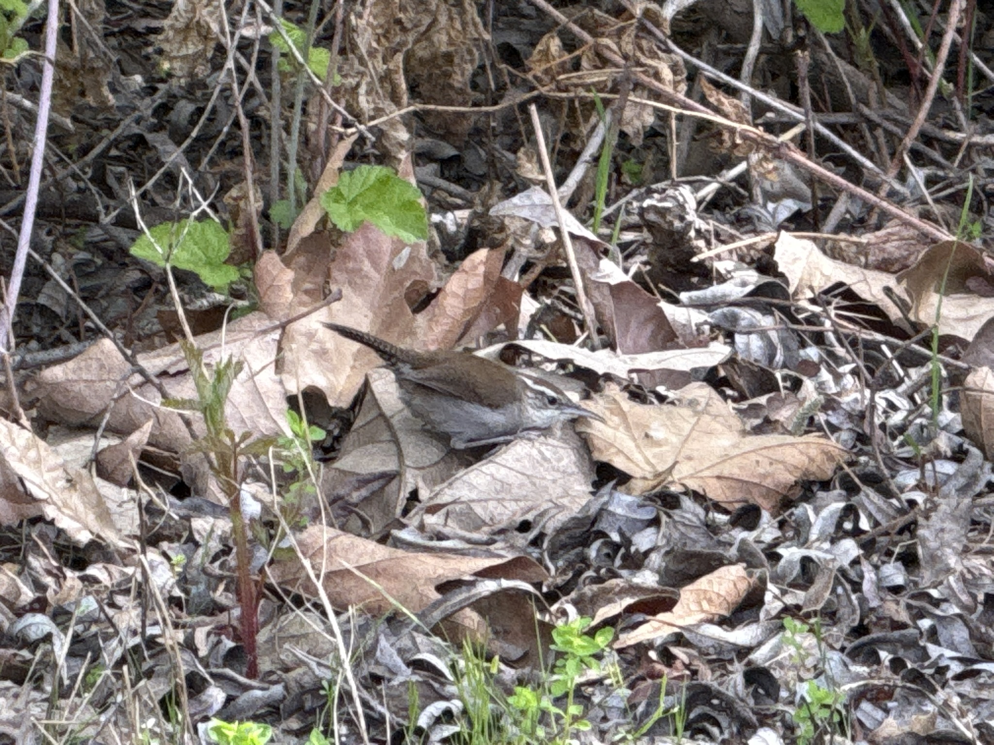 Los Alamitos Creek Trail South