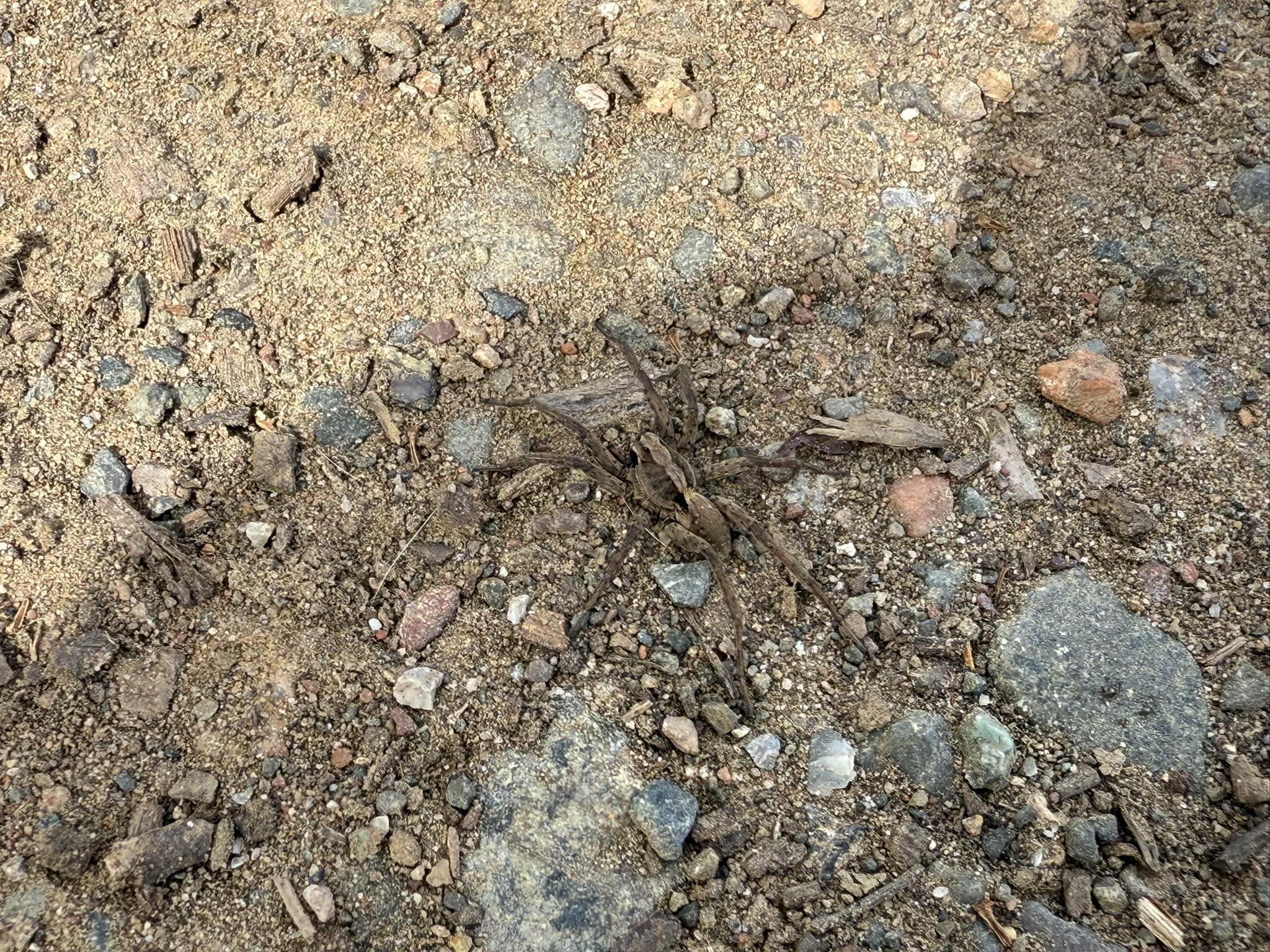 Los Alamitos Creek Trail South