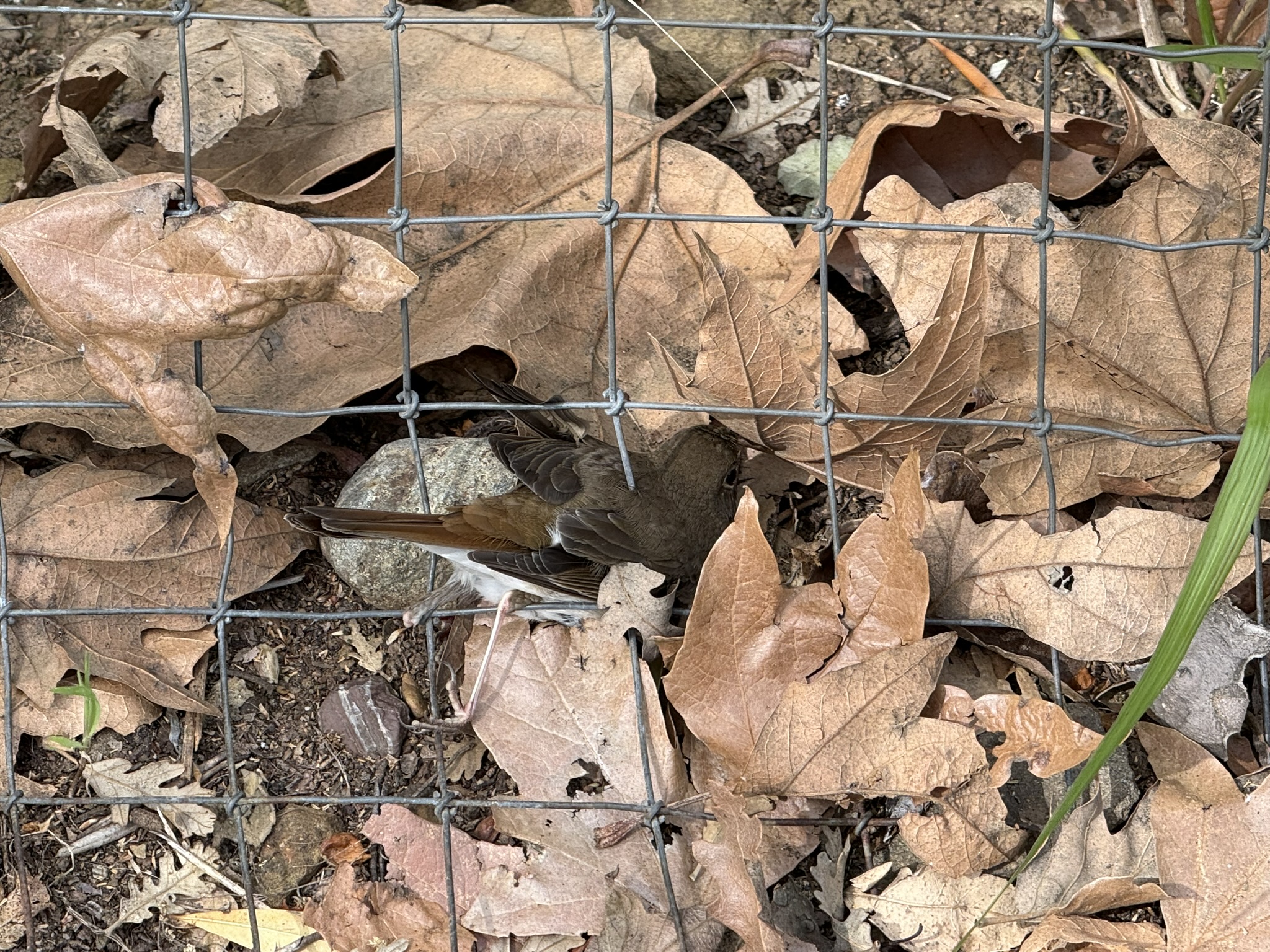 Los Alamitos Creek Trail South