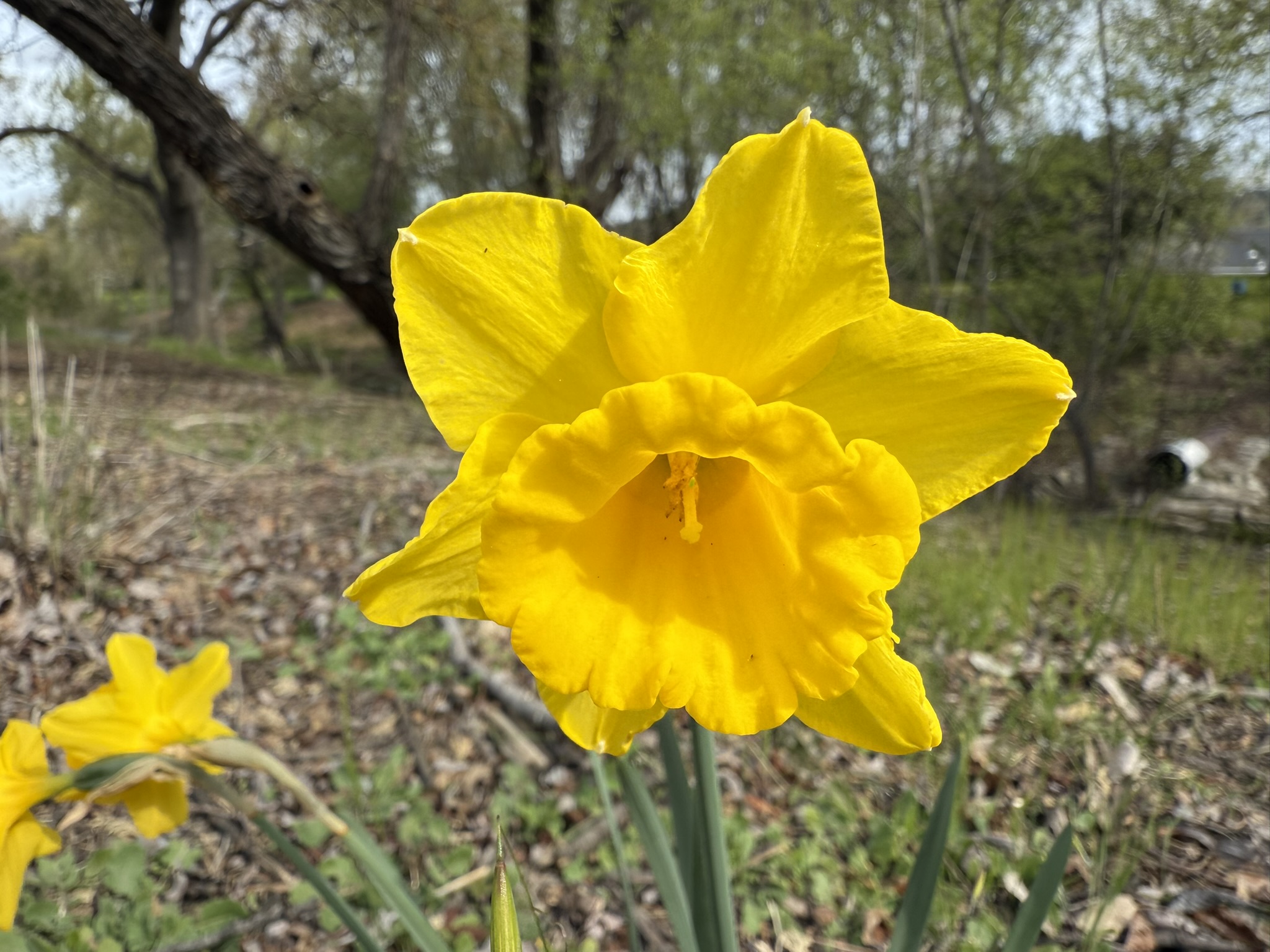 Los Alamitos Creek Trail South