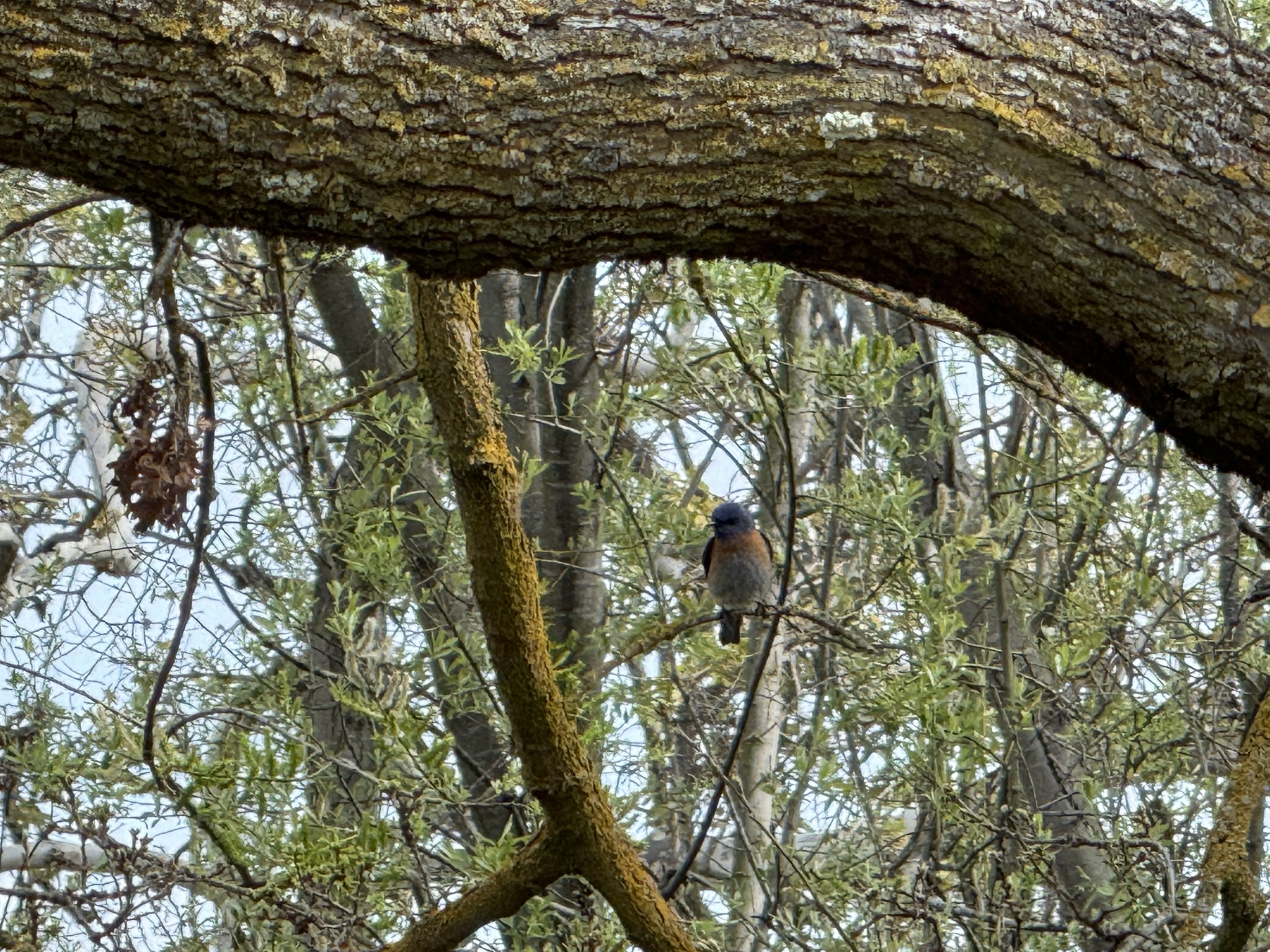 Los Alamitos Creek Trail South