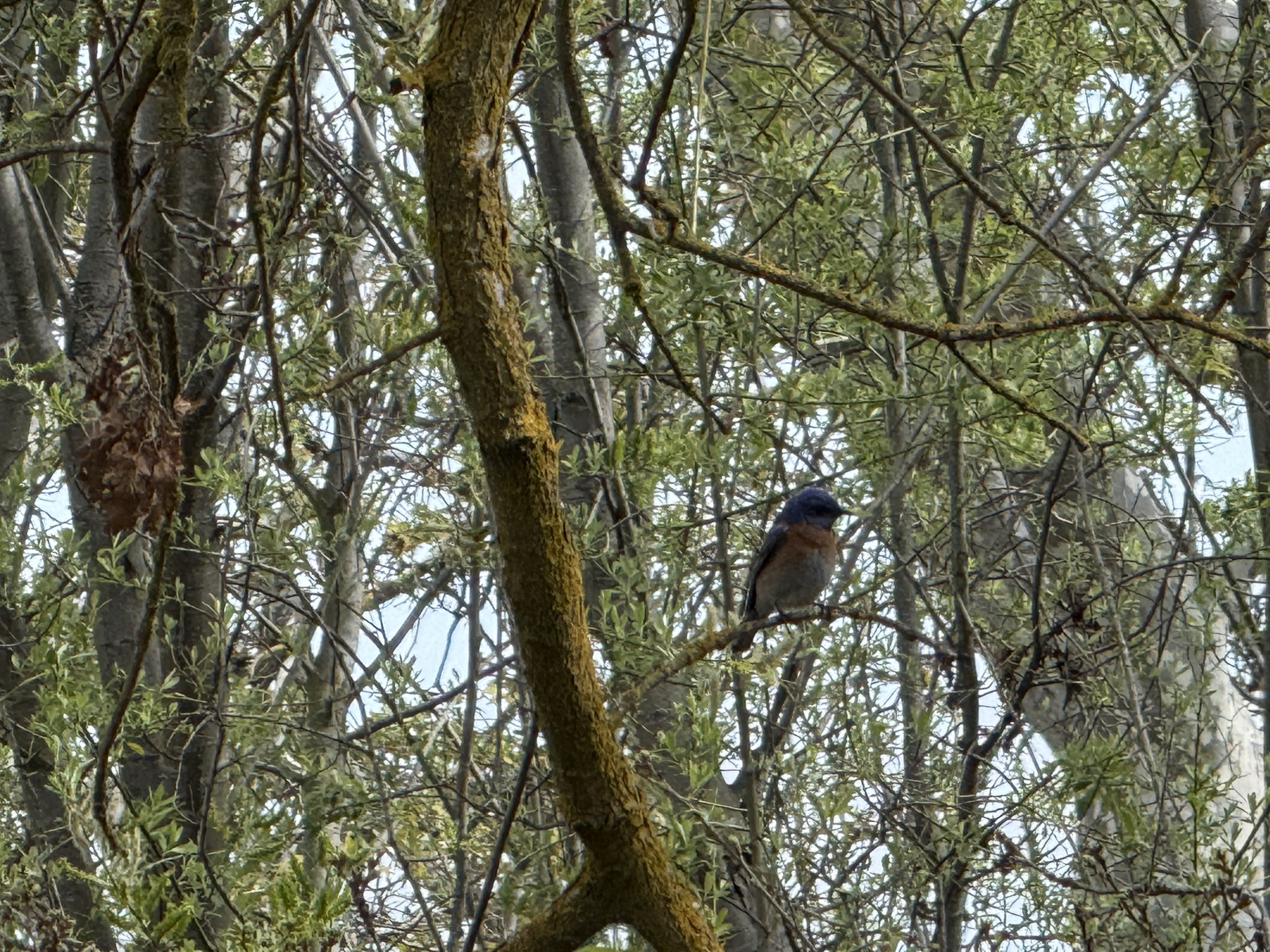 Los Alamitos Creek Trail South