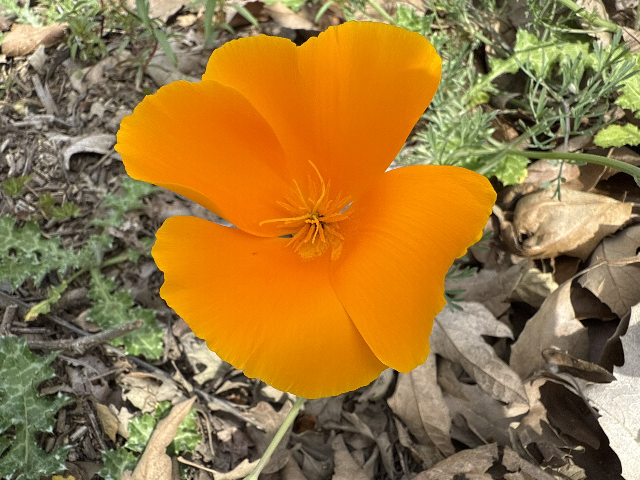 Los Alamitos Creek Trail South