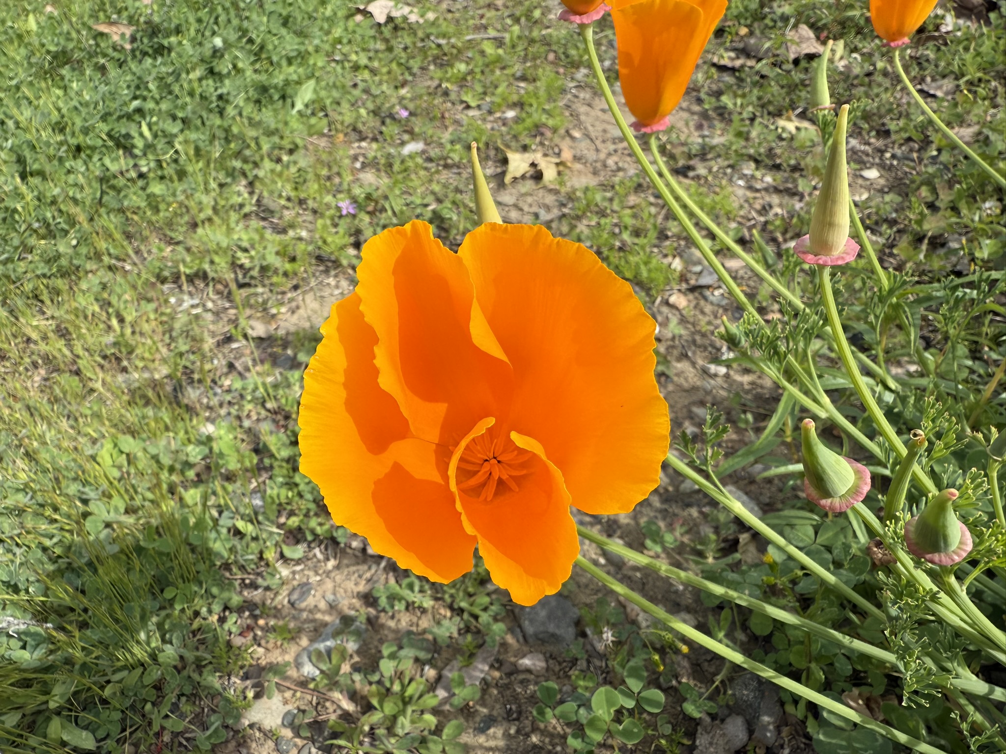 Los Alamitos Creek Trail South