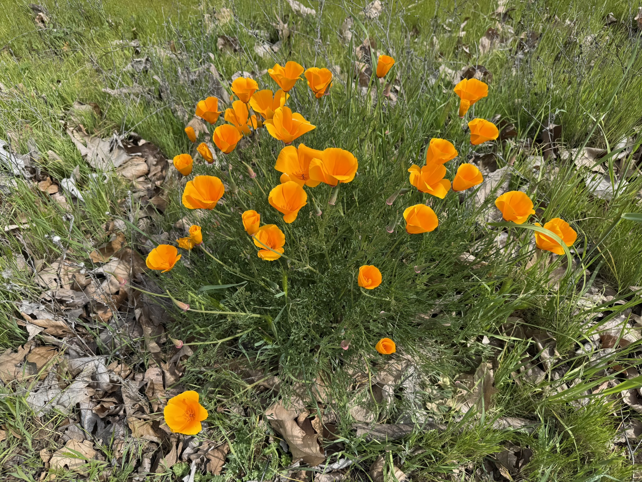 Los Alamitos Creek Trail South