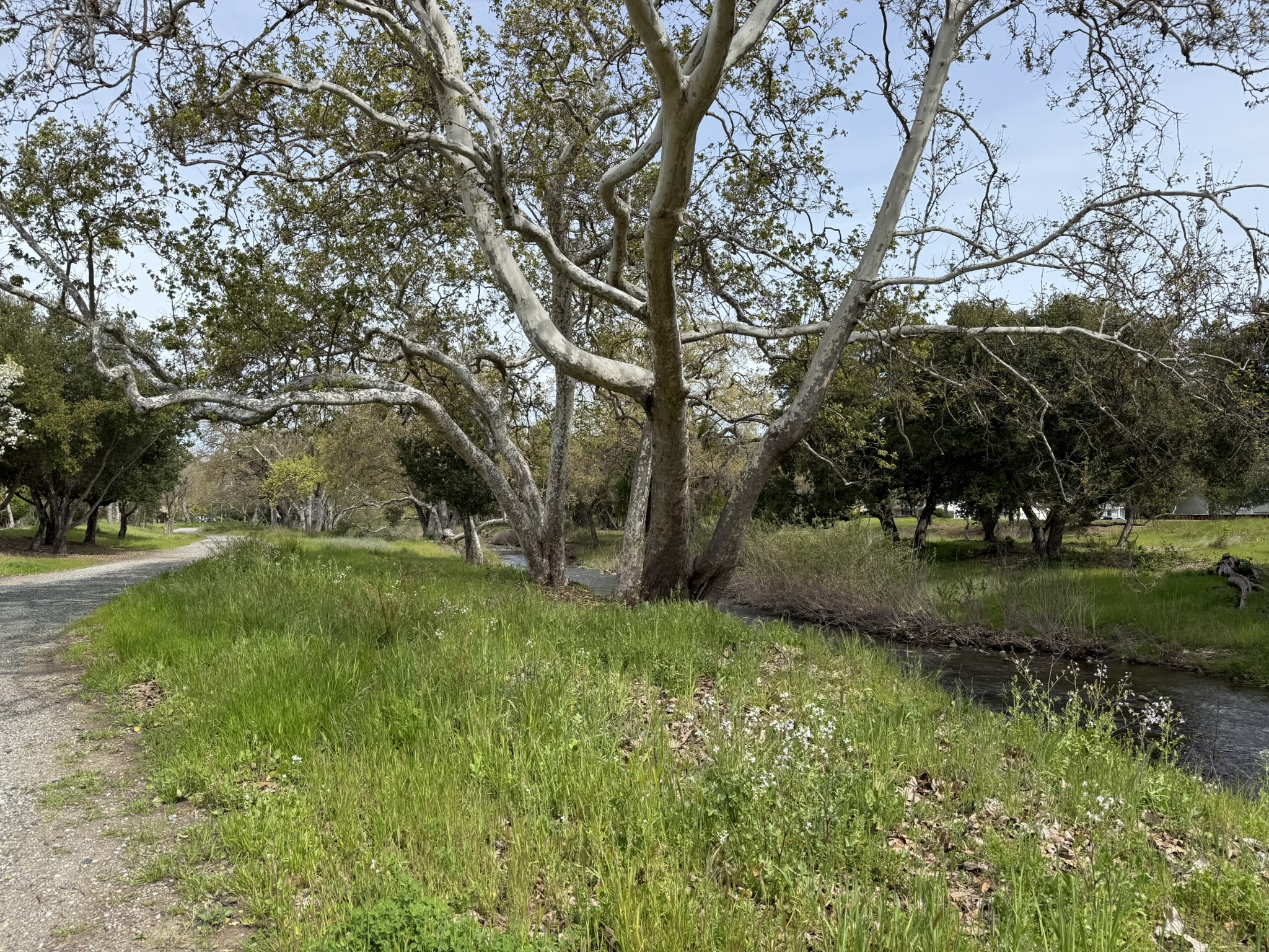 Los Alamitos Creek Trail South