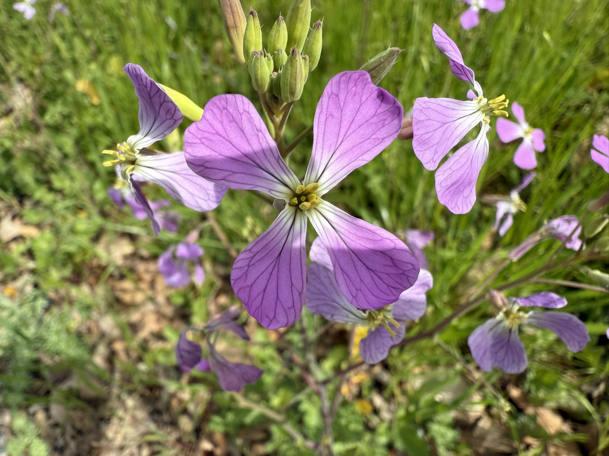 Los Alamitos Creek Trail South