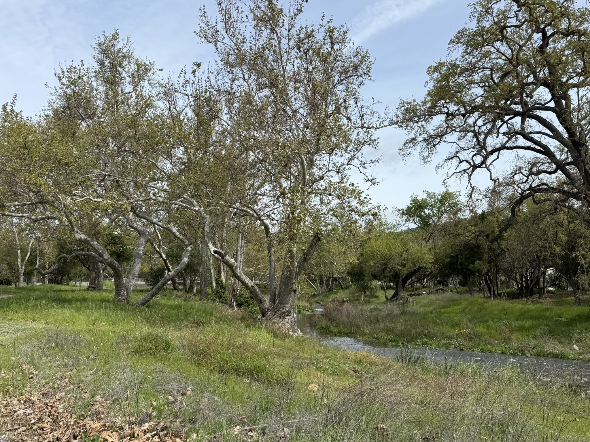 Los Alamitos Creek Trail South