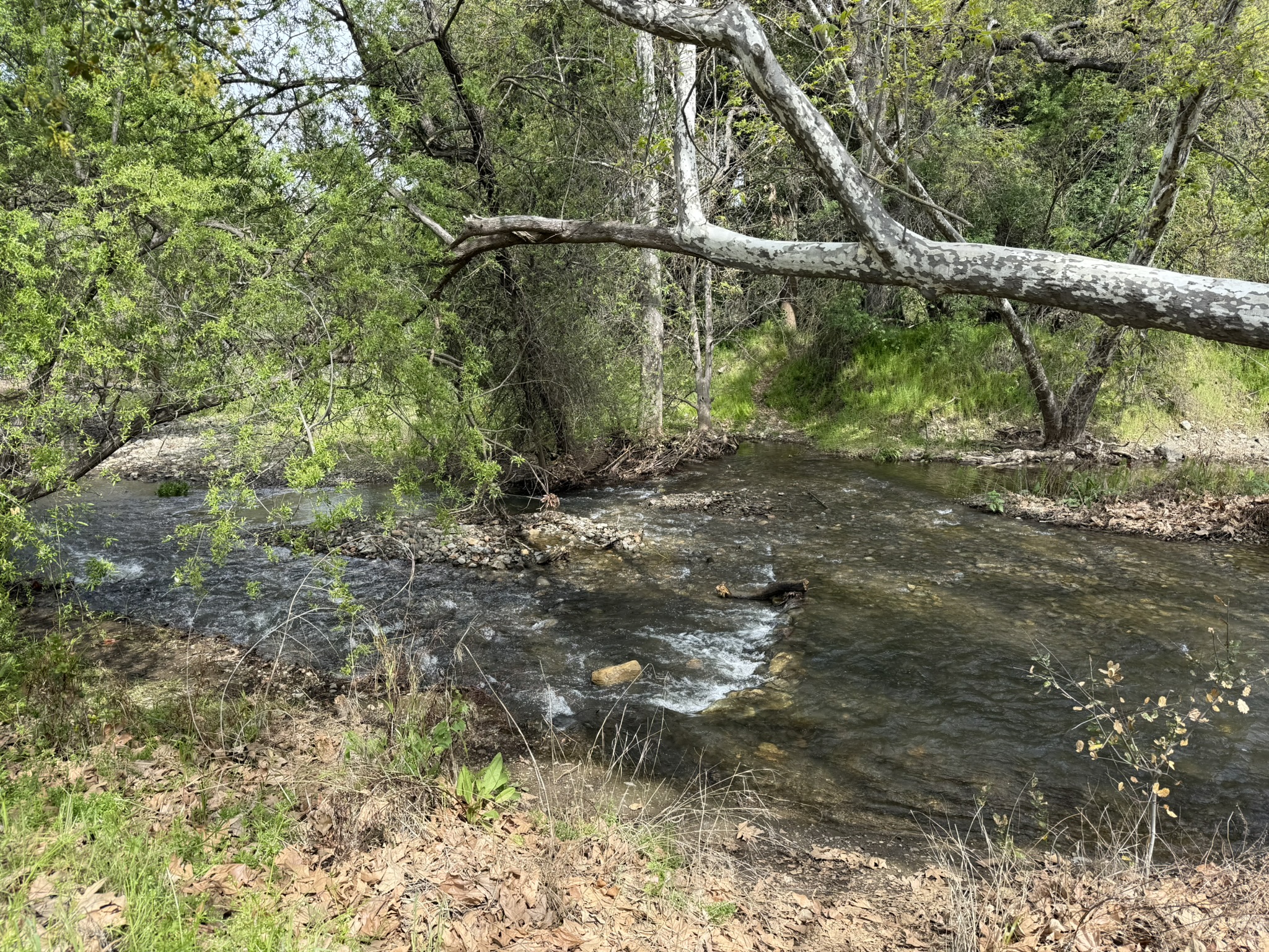 Los Alamitos Creek Trail South